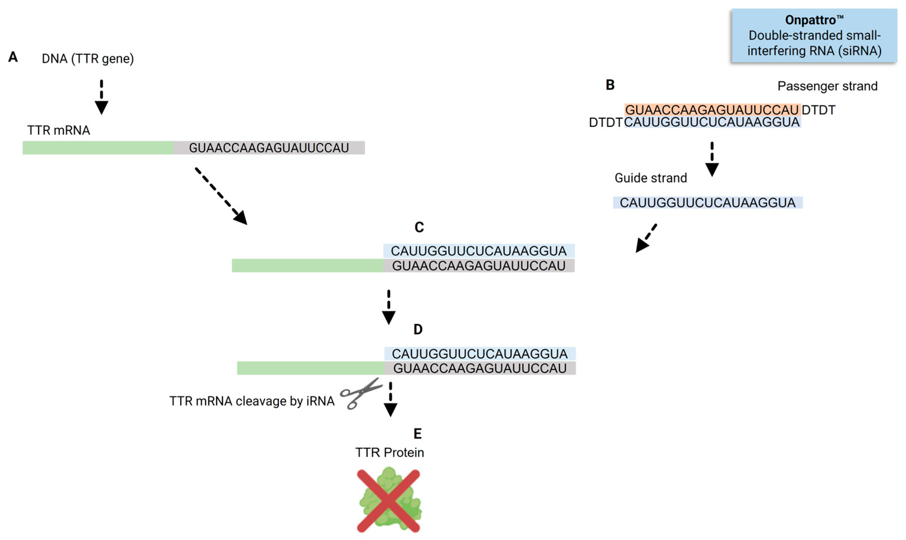 Pharmaceuticals 19 00026 g002