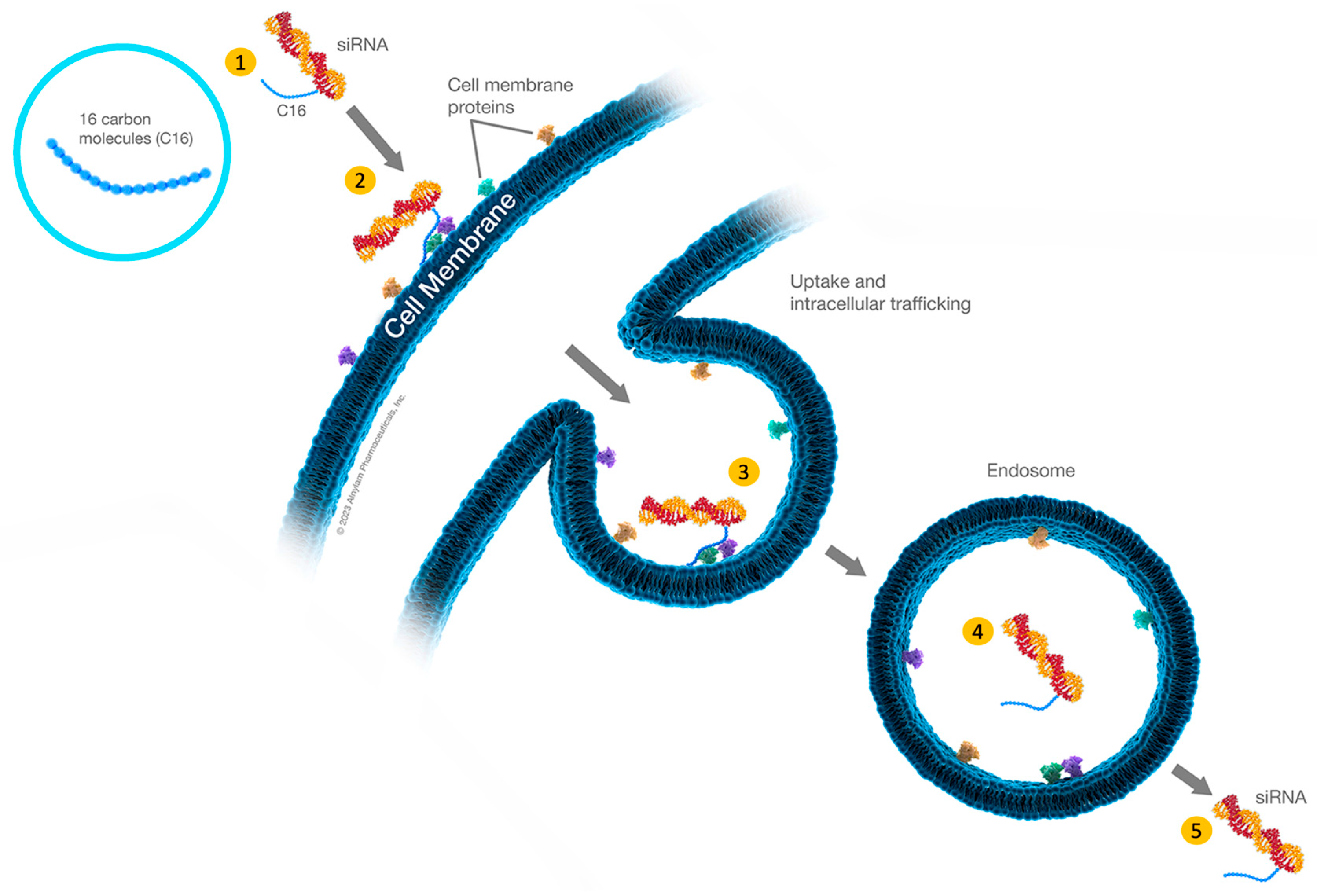 Pharmaceuticals 19 00026 g005