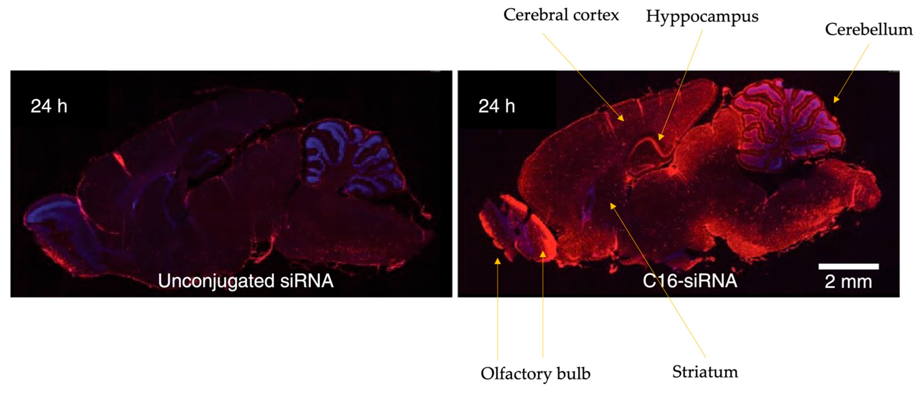 Pharmaceuticals 19 00026 g008
