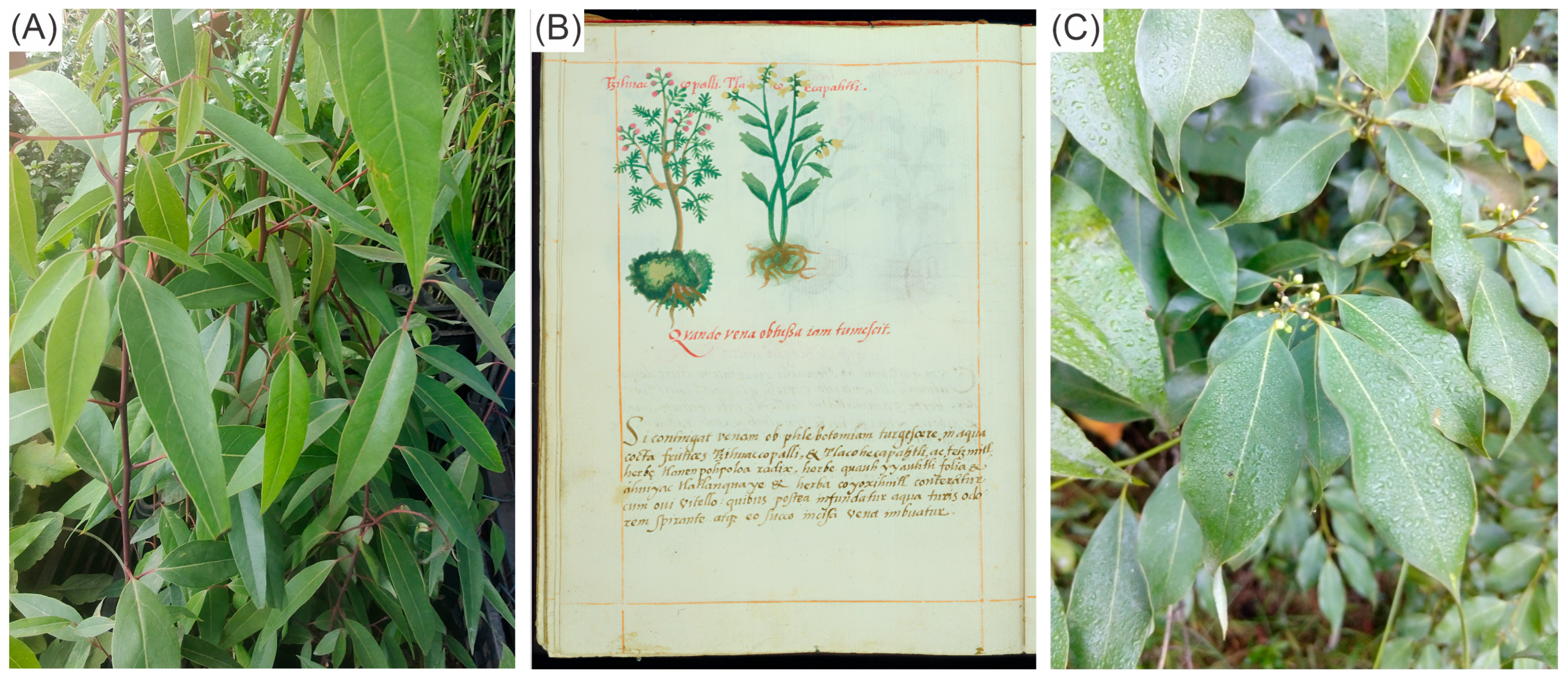 Pharmaceuticals 19 00040 g001