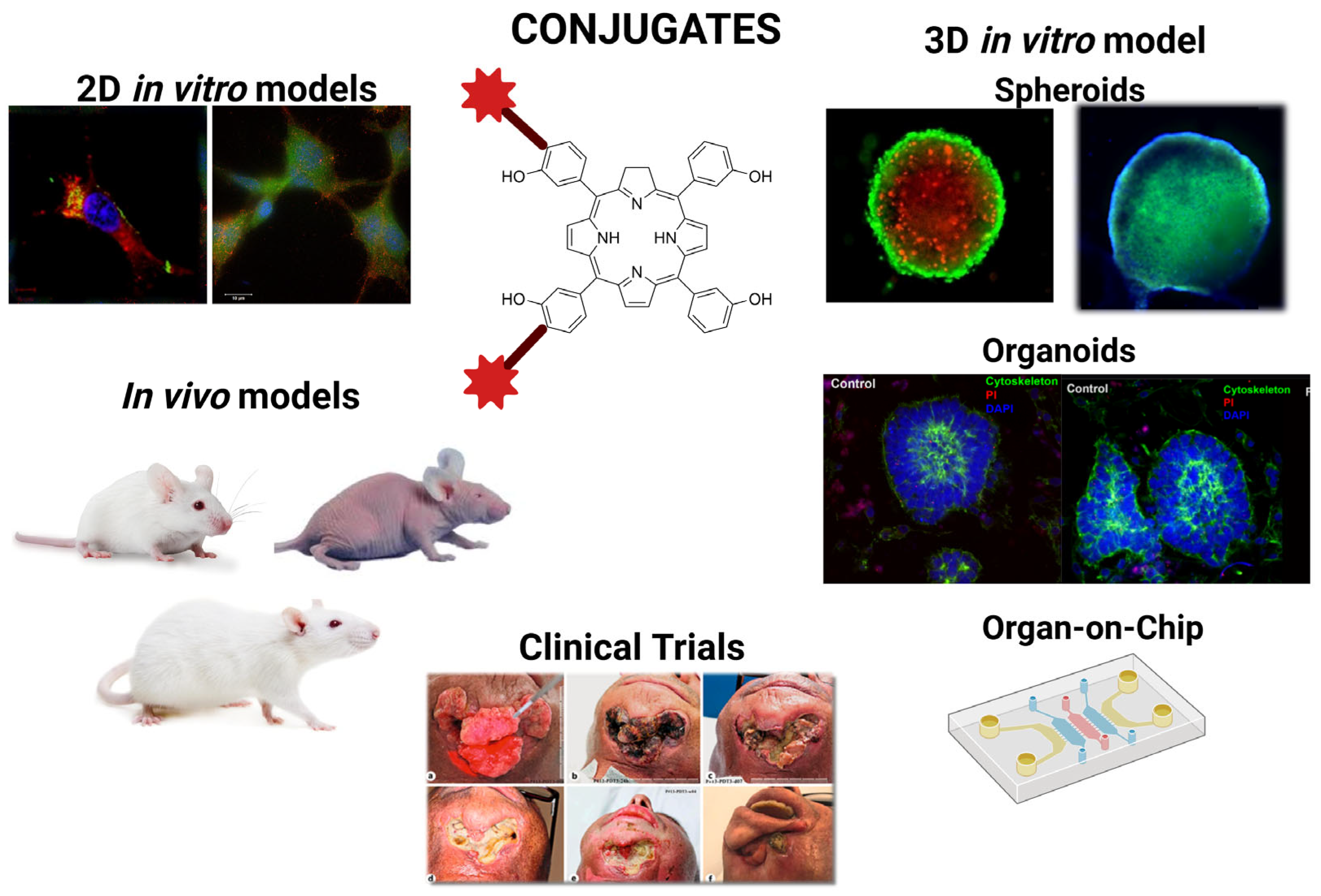 Pharmaceuticals 19 00065 g004