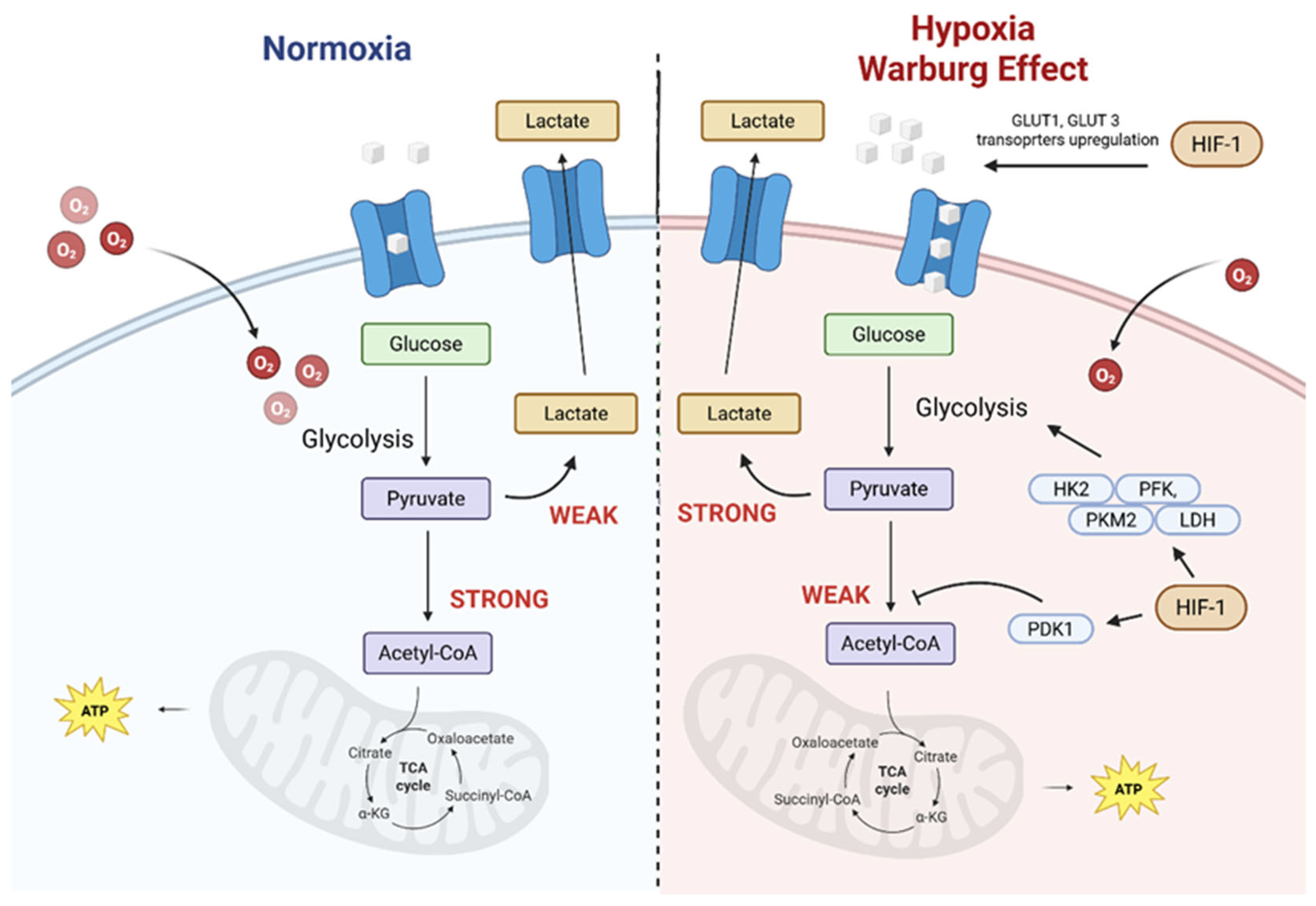 Pharmaceuticals 19 00065 g005