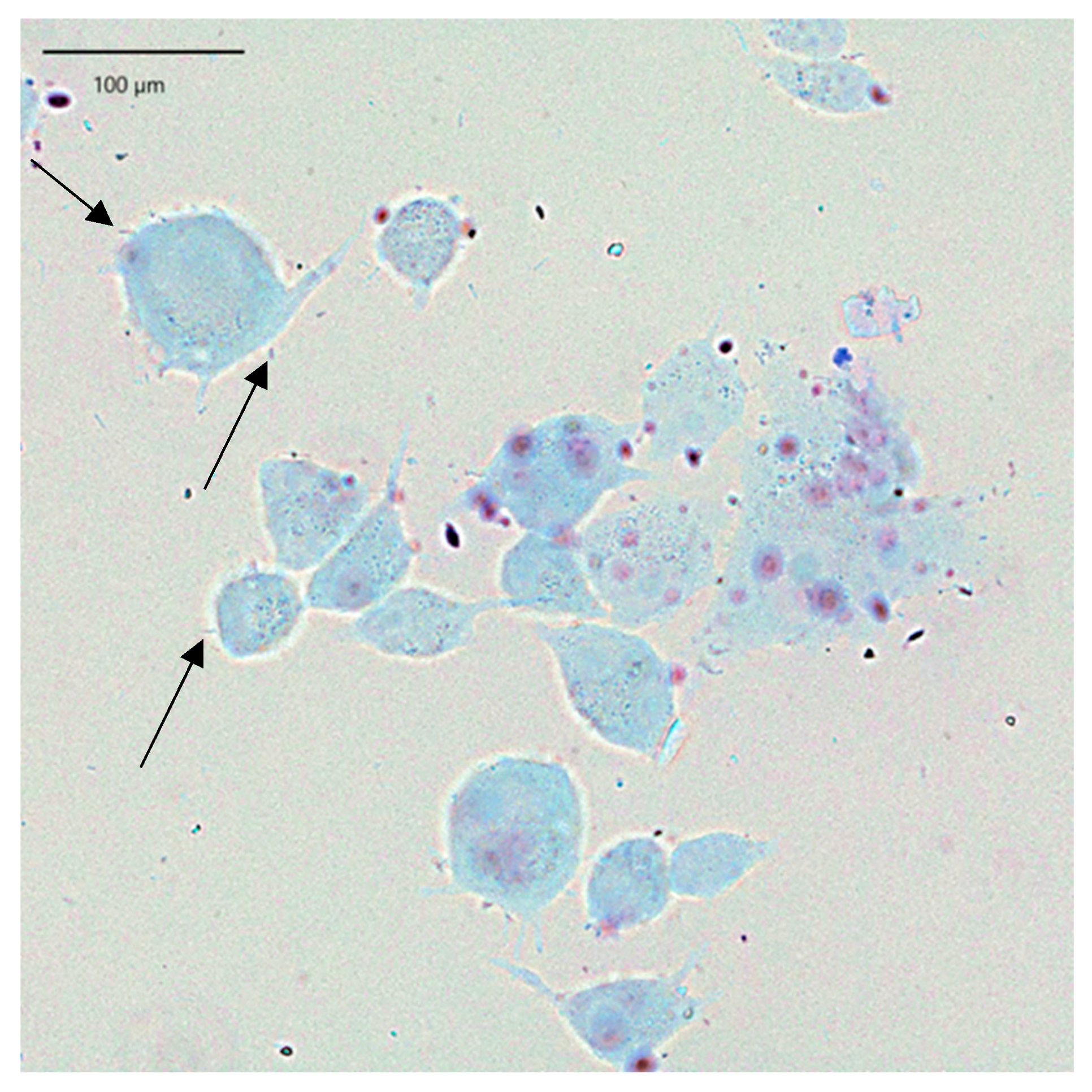 Pharmaceuticals 19 00066 g005 Pharmaceuticals 19 00066 g005