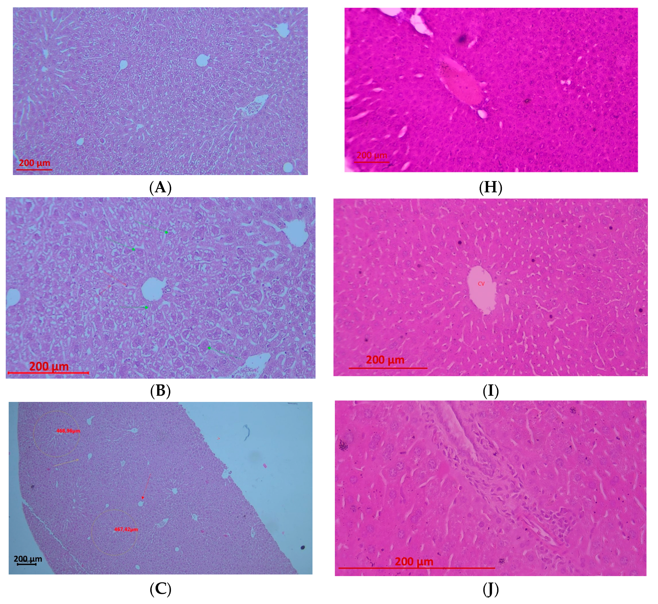 Pharmaceuticals 19 00071 g005a