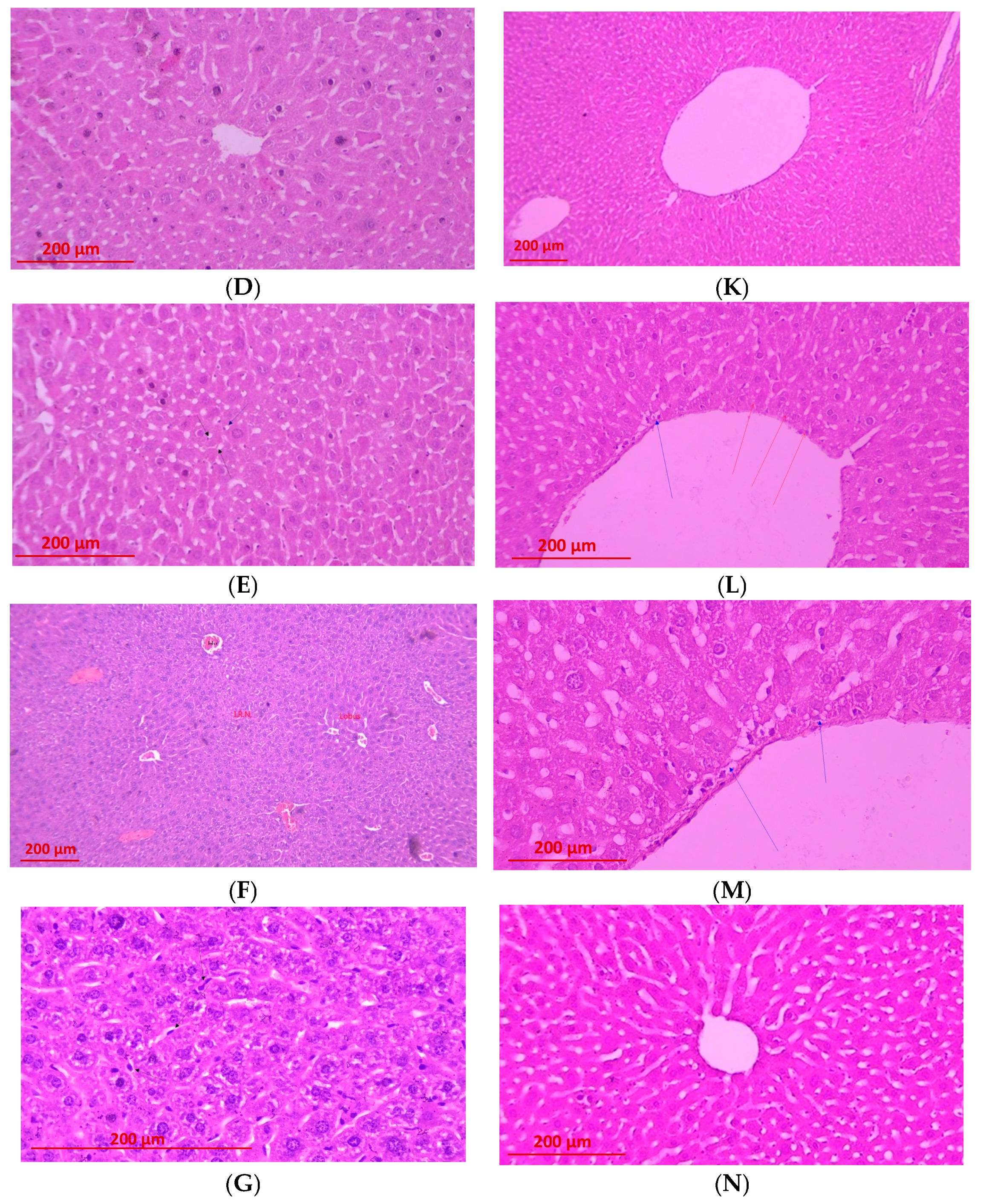 Pharmaceuticals 19 00071 g005b