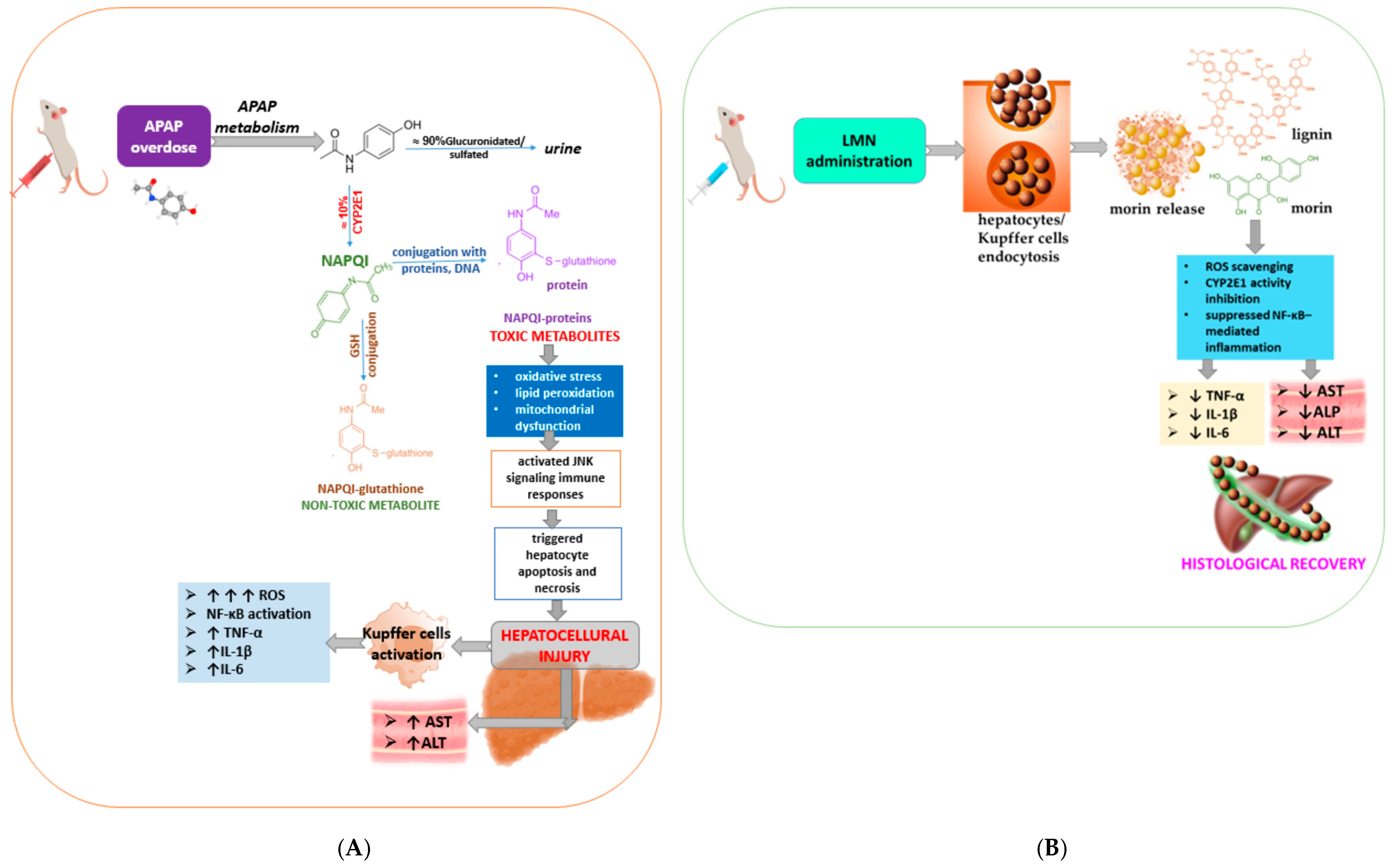 Pharmaceuticals 19 00071 g006