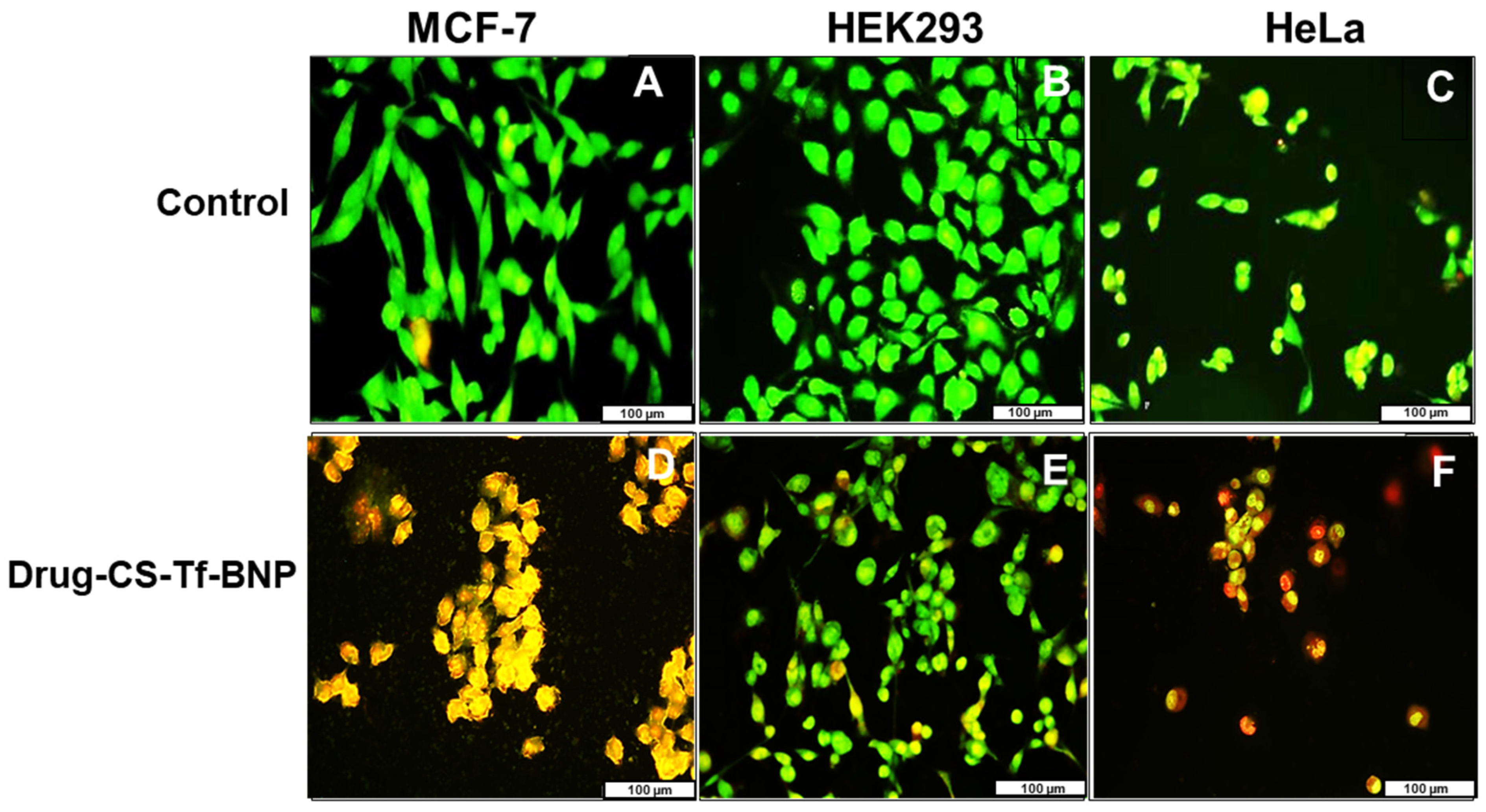 Pharmaceuticals 19 00074 g013
