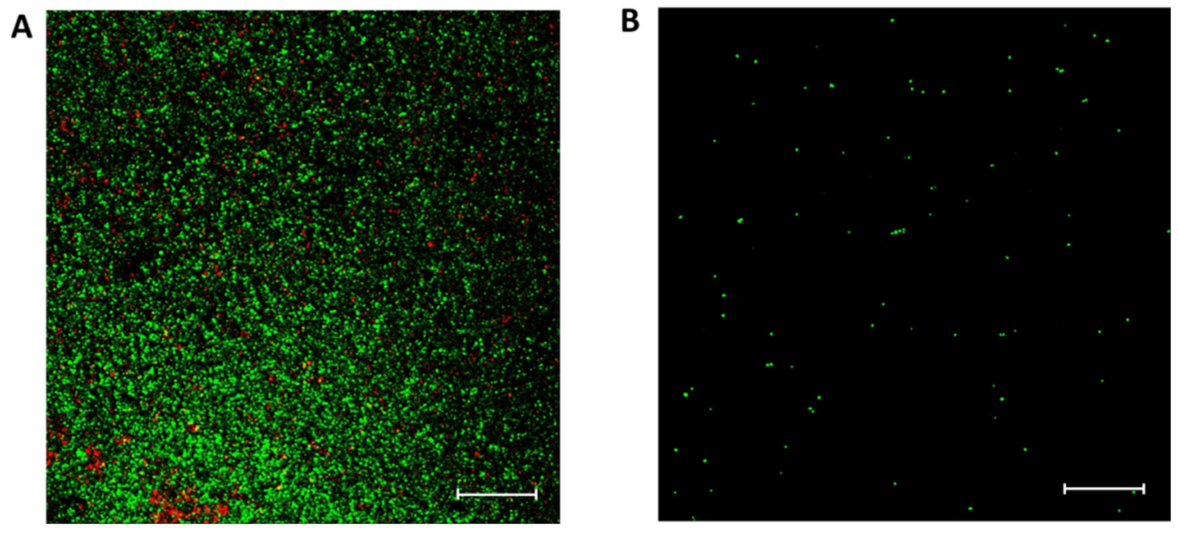 Pharmaceuticals 19 00091 g005 Pharmaceuticals 19 00091 g005