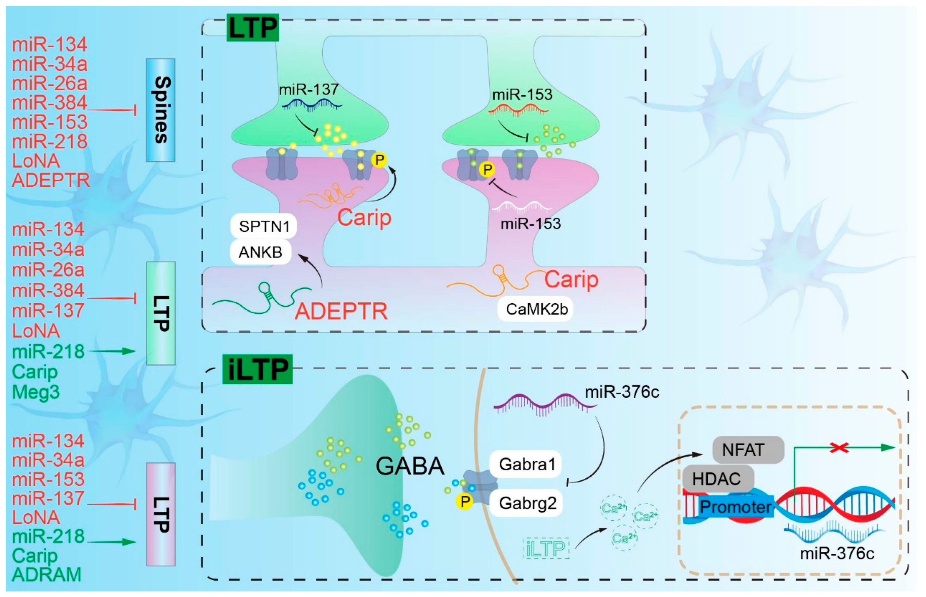 Pharmaceuticals 19 00092 g002 Pharmaceuticals 19 00092 g002