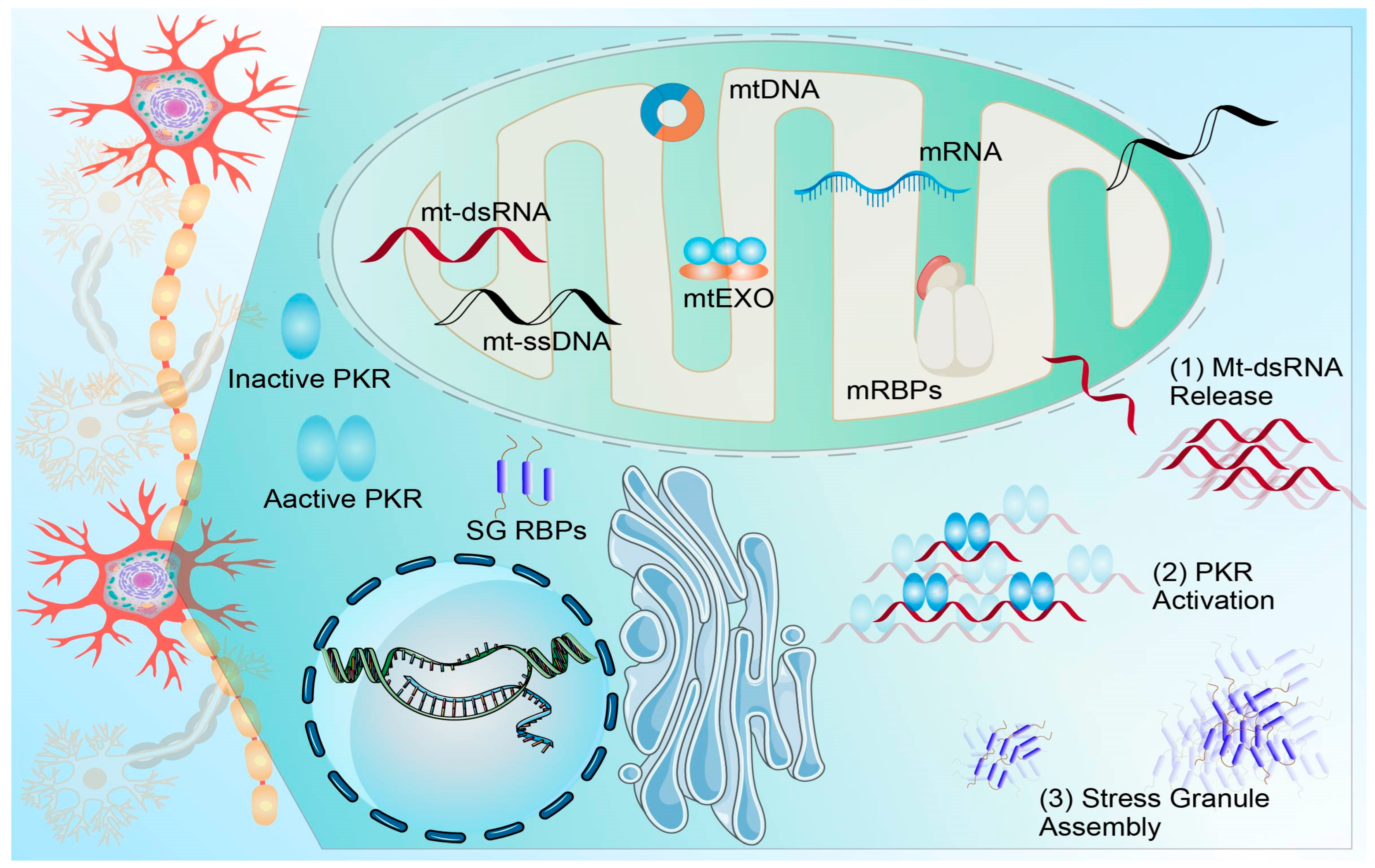 Pharmaceuticals 19 00092 g005 Pharmaceuticals 19 00092 g005