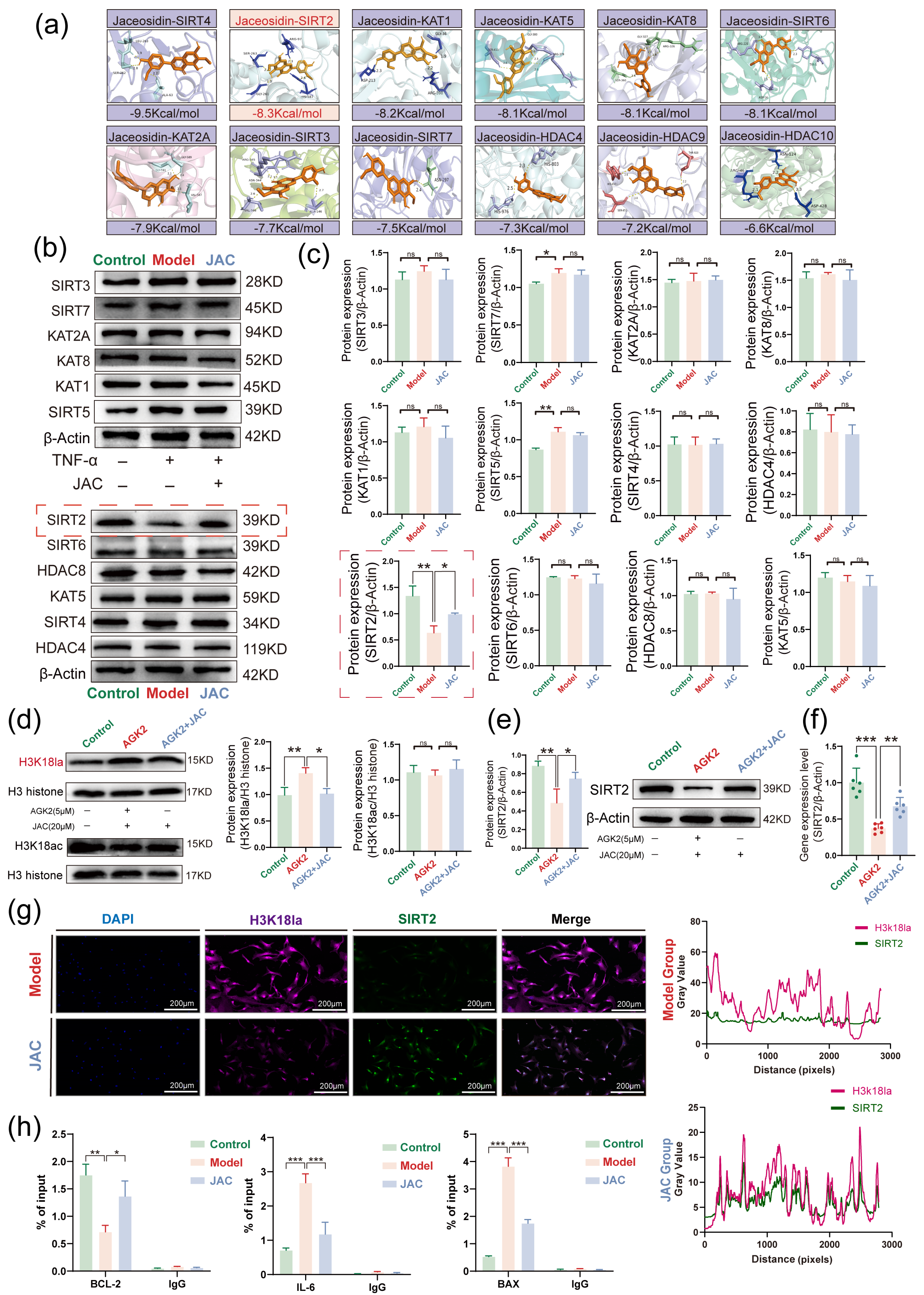 Pharmaceuticals 19 00097 g005 Pharmaceuticals 19 00097 g005