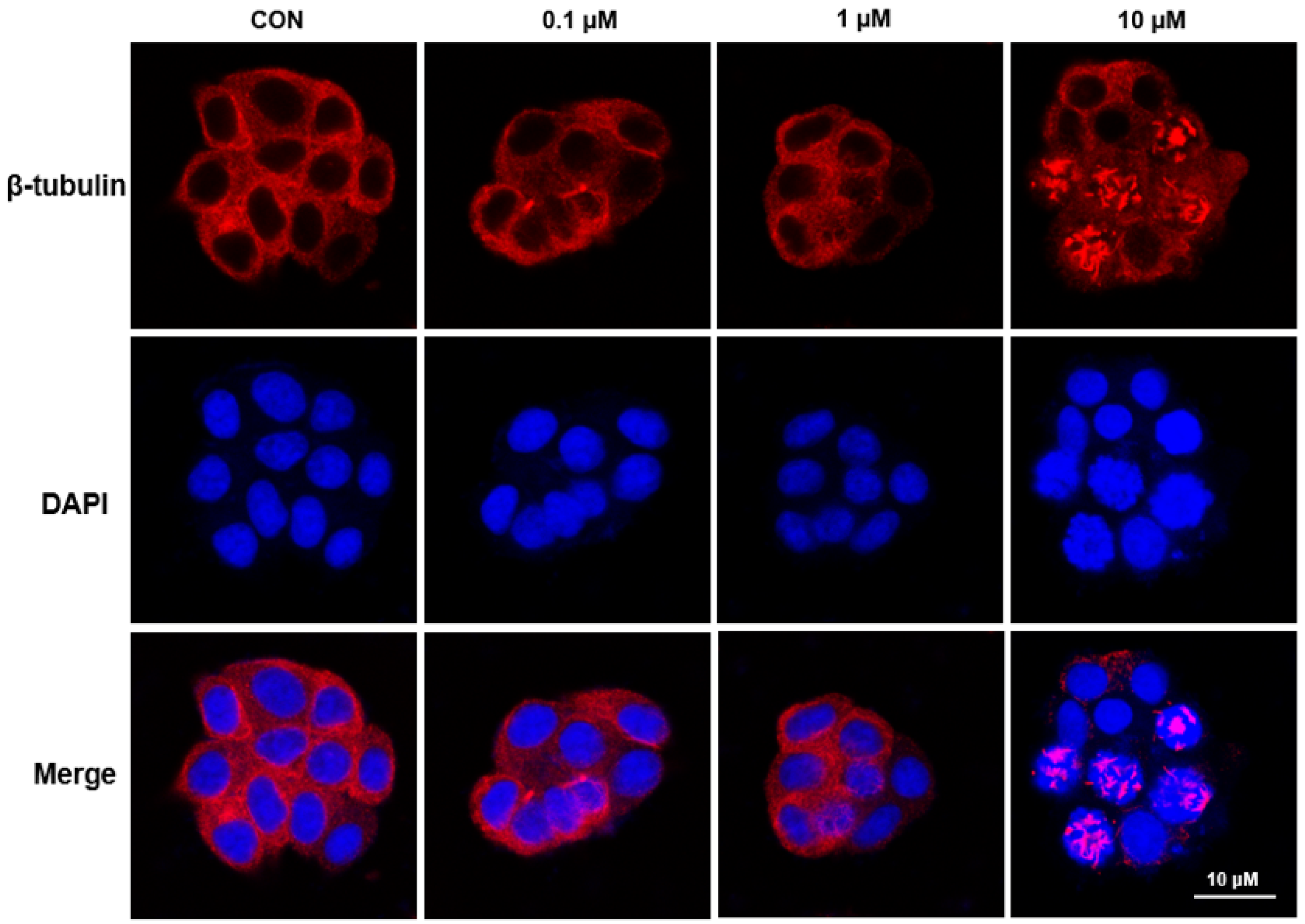 Pharmaceuticals 19 00161 g005