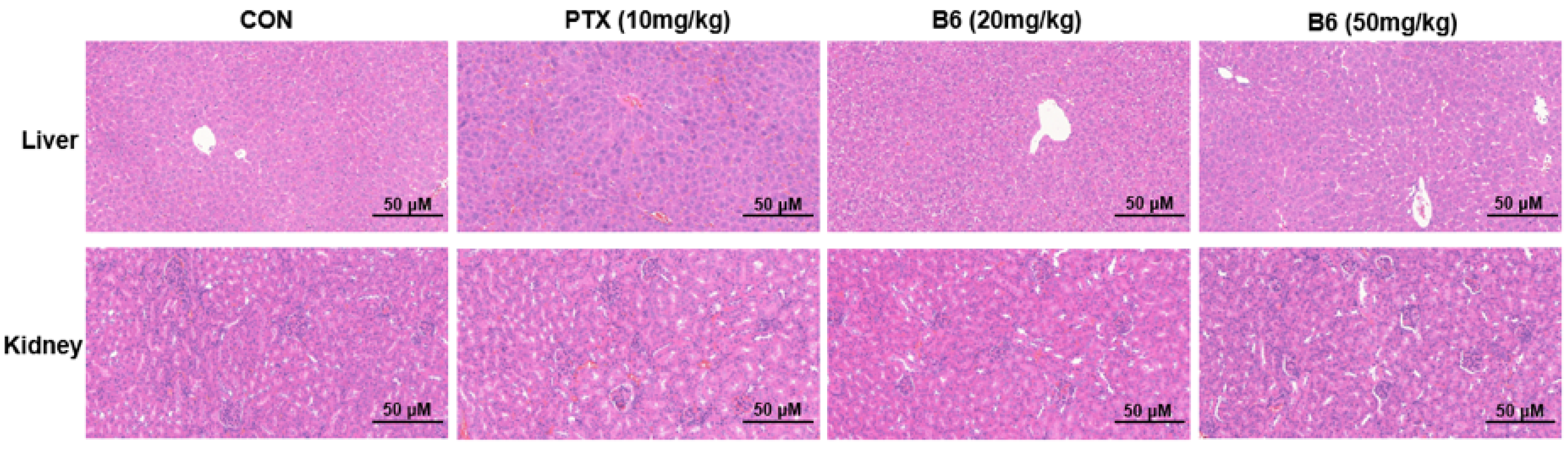 Pharmaceuticals 19 00161 g013