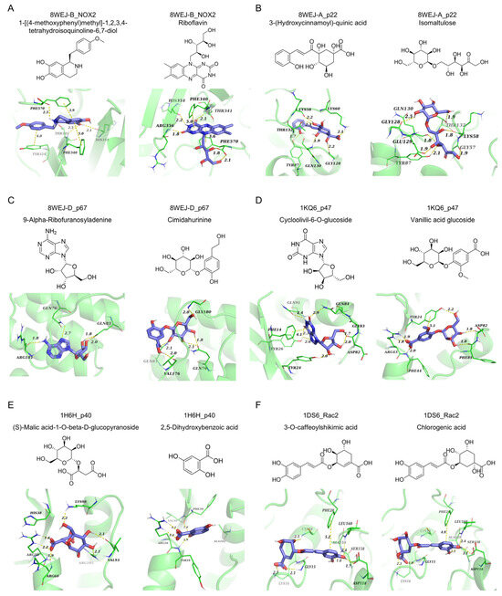 Xu Chunfu's Modified Xianglian Pill Regulates the NOX2/ROS