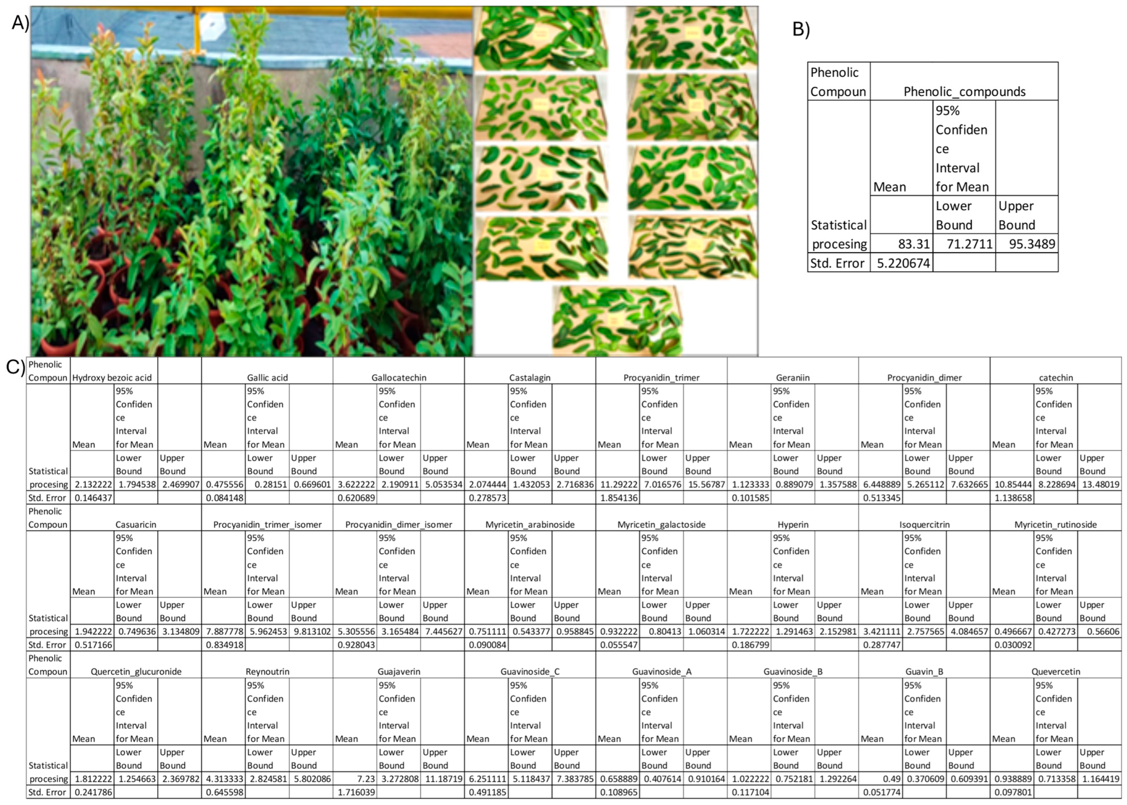Evaluation of the Pharmacological Potential of Psidium guajava
