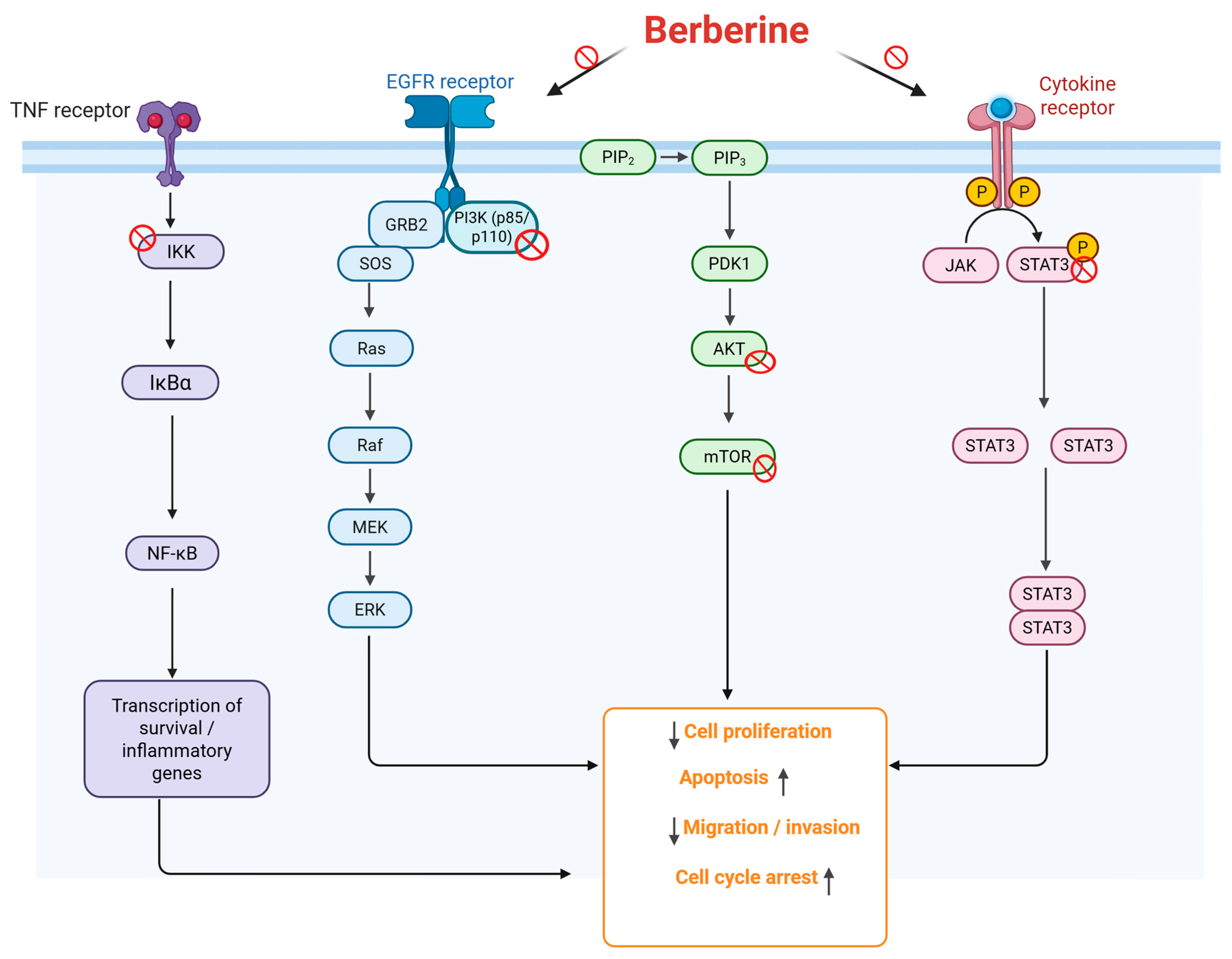 Berberine as a Multifunctional Adjuvant in Cancer Therapy