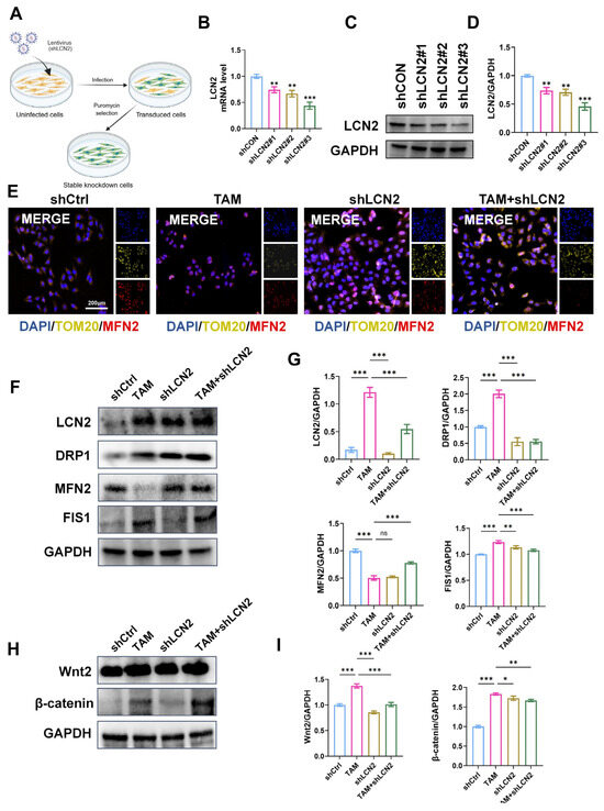 Refined Jianpi Huayu Jiedu Decoction Attenuates TAM-Induced