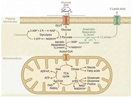 Hyperglycaemia-Induced Metabolic Stress Promotes EMT-Driven