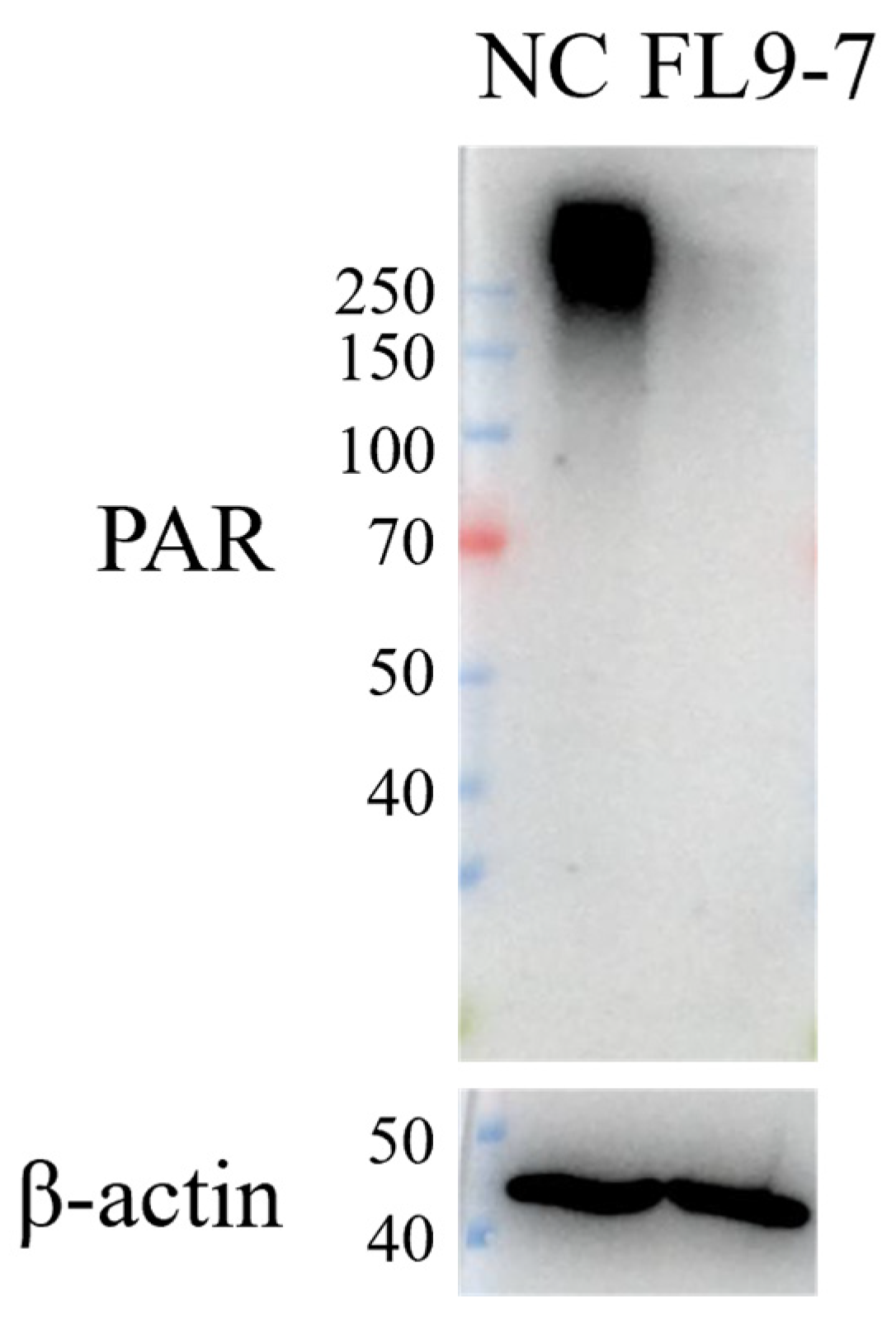 Pharmaceuticals 19 01020 g001