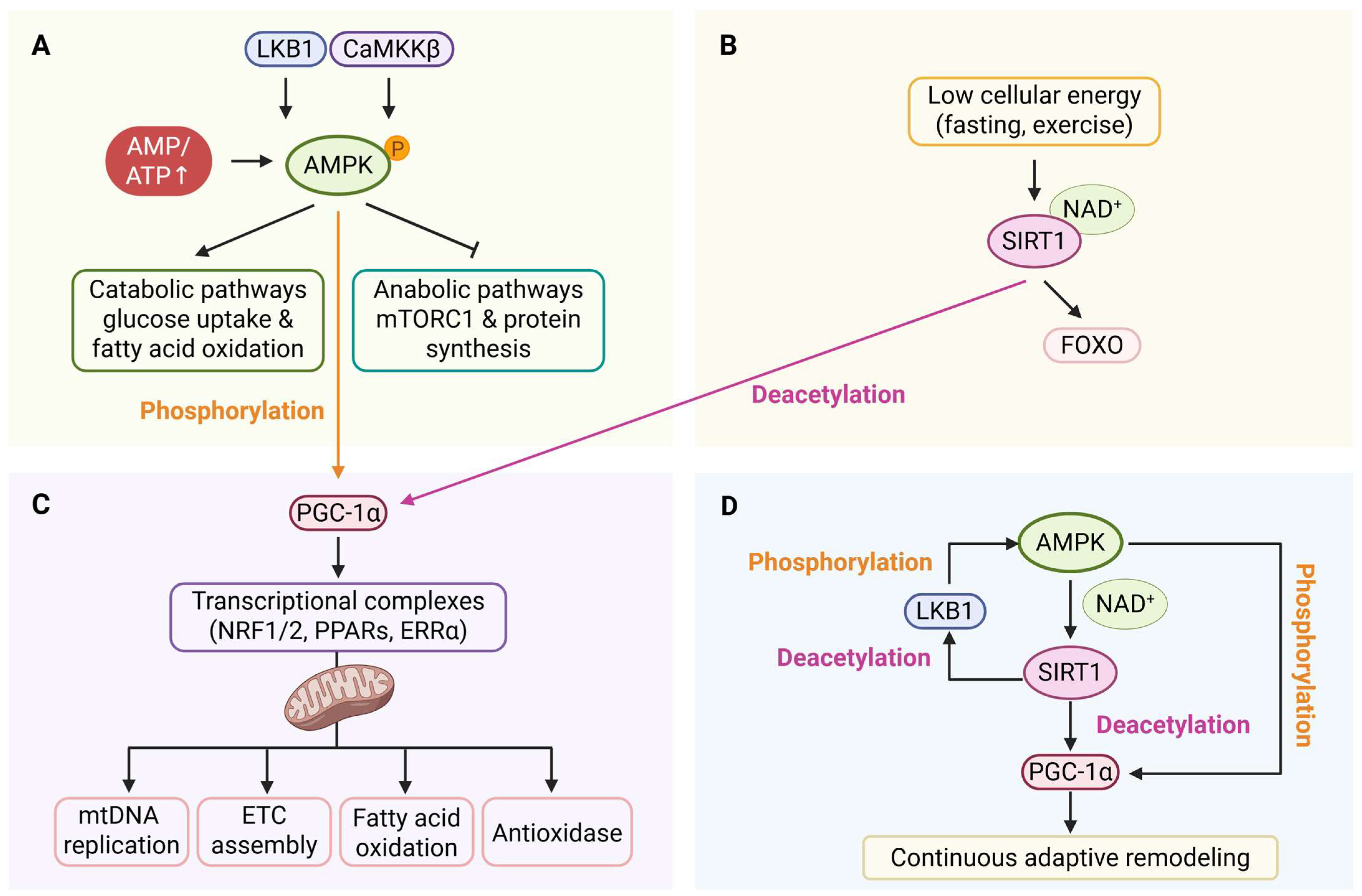 The Central Role of the AMPK/SIRT1/PGC-1α Signaling Axis in Skeletal ...