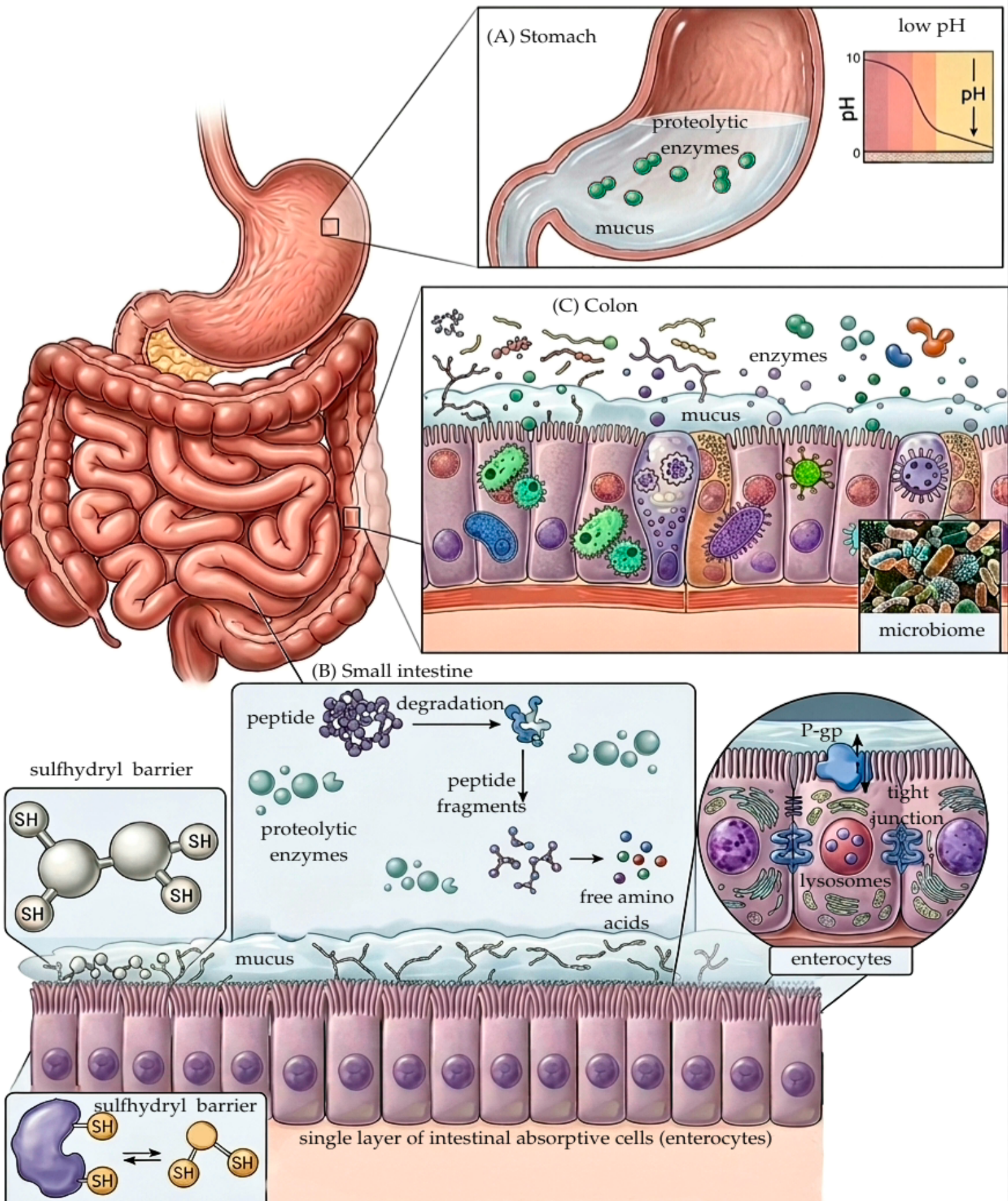 theranaturals glutathione Emerging Technologies for Oral Peptide Delivery: From Bioinspired Systems to Smart Device-Assisted Drug Delivery toner booster