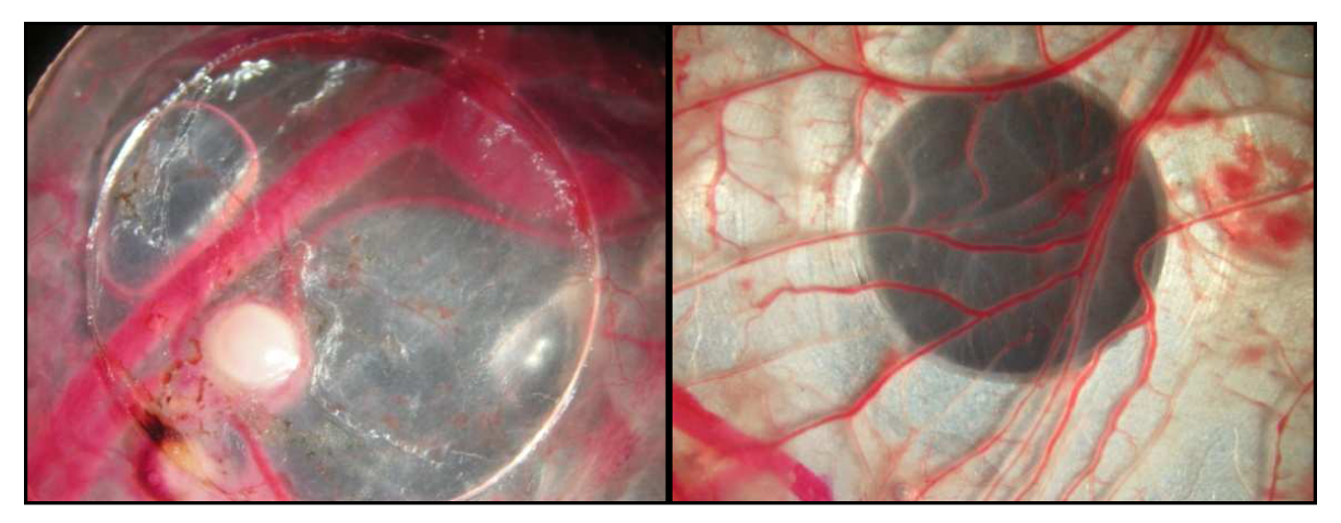 Pharmaceutics 03 00088f5 1024