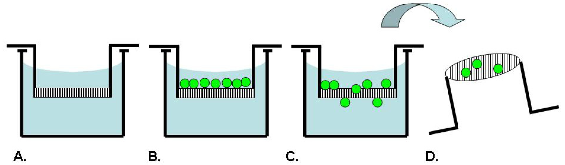 Pharmaceutics Free FullText Cell Migration and Invasion Assays as