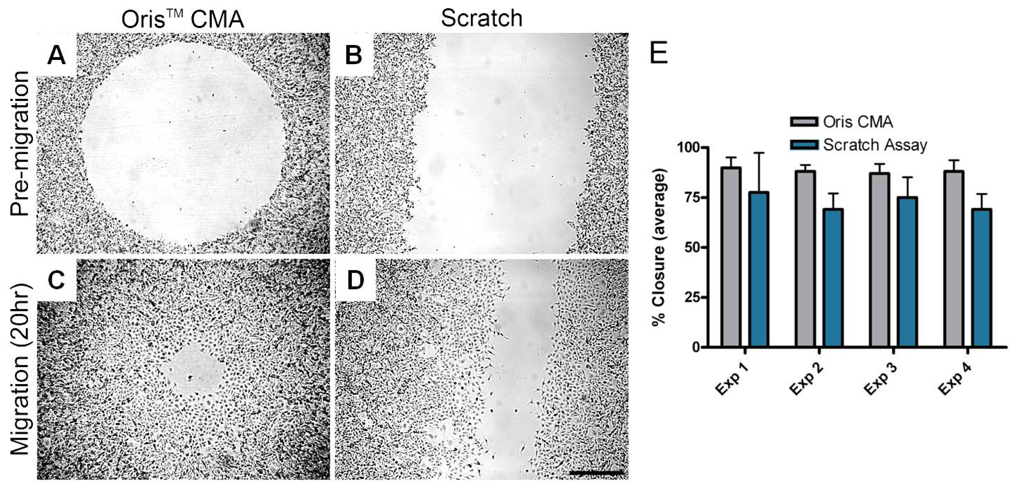 Pharmaceutics Free FullText Cell Migration and Invasion Assays as