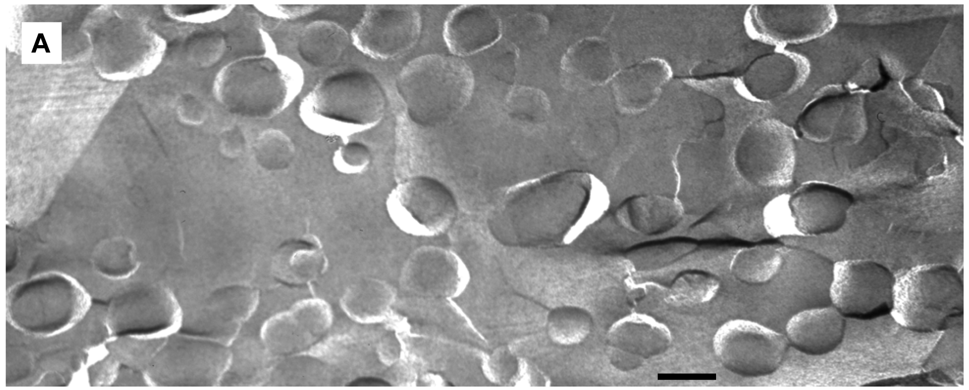Pharmaceutics 03 00379f6a 1024