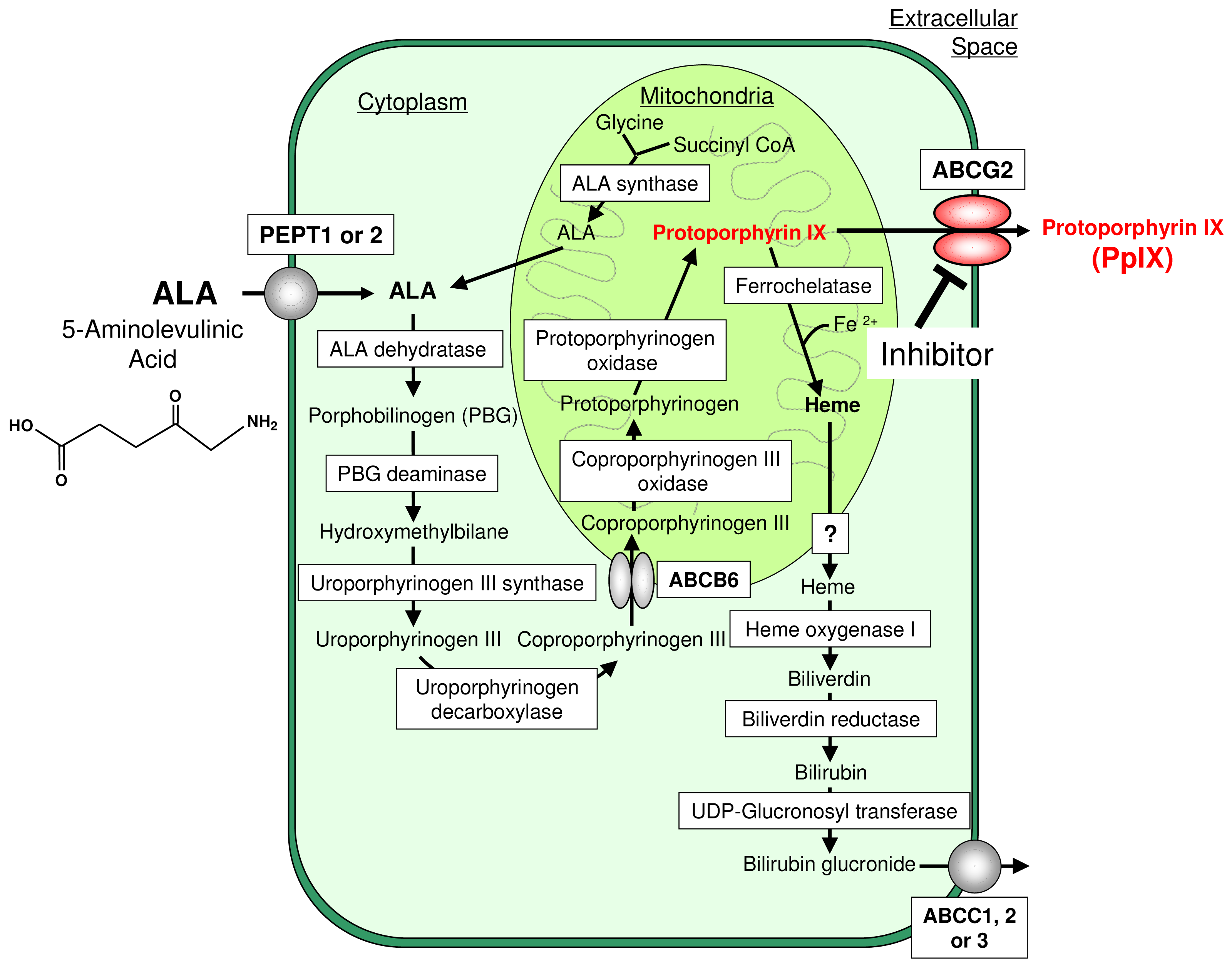 Pharmaceutics 03 00615f1 1024
