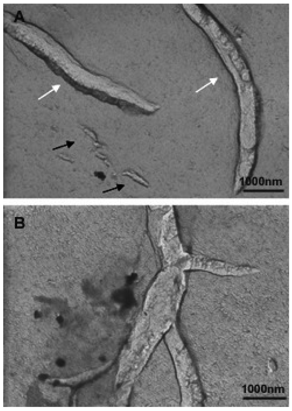 Pharmaceutics 03 00636f17 1024