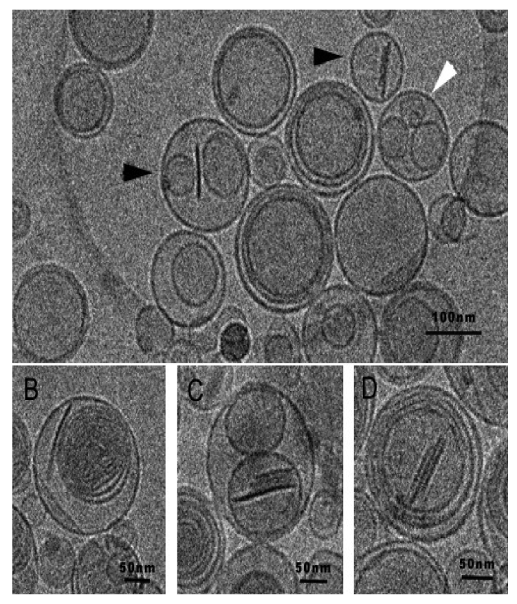 Pharmaceutics 03 00636f18 1024