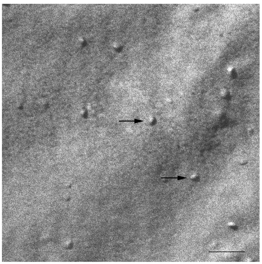 Pharmaceutics 03 00636f2 1024