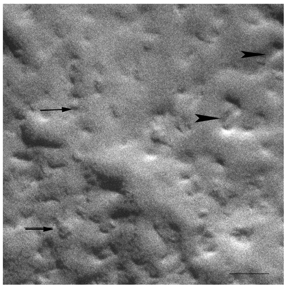 Pharmaceutics 03 00636f3 1024