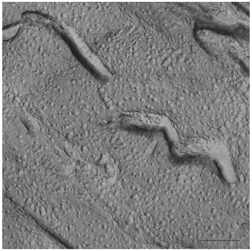 Pharmaceutics 03 00636f4 1024