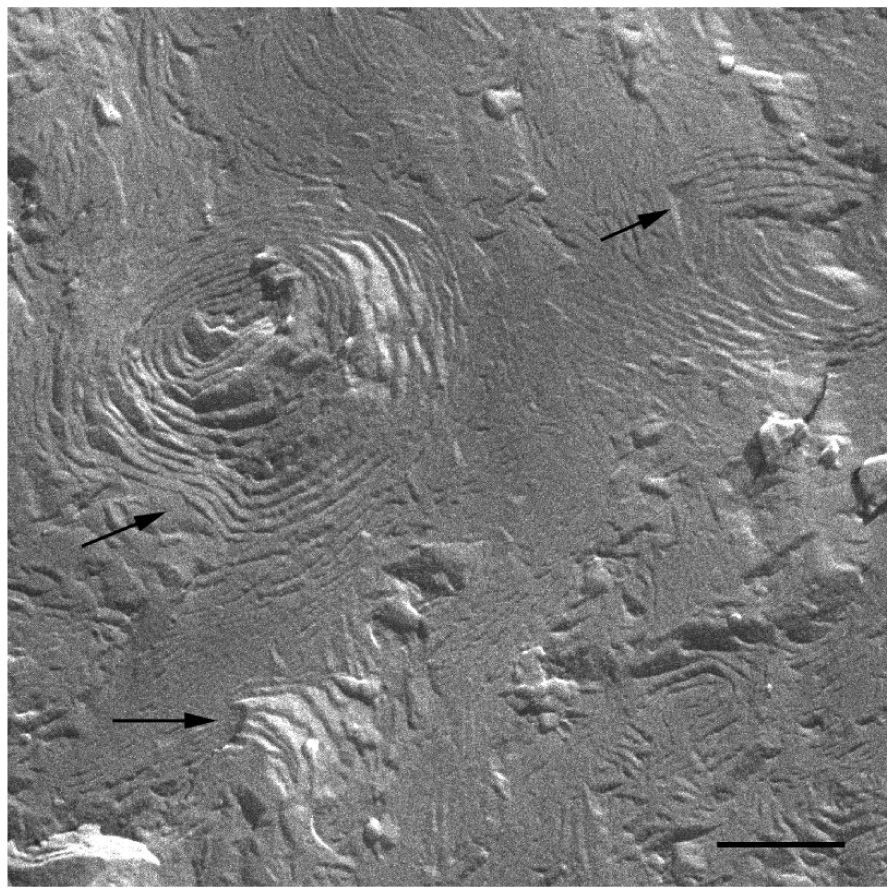 Pharmaceutics 03 00636f5 1024