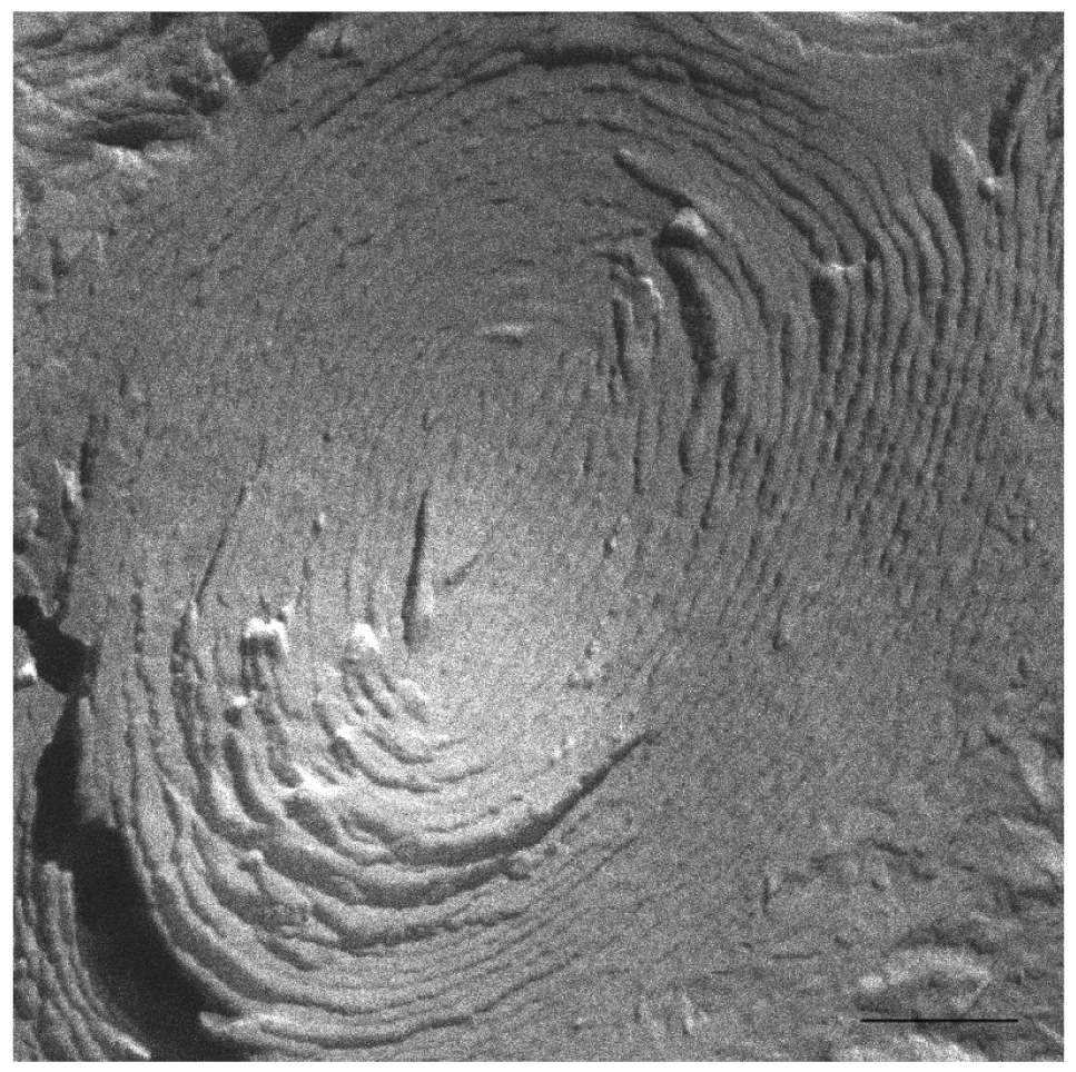 Pharmaceutics 03 00636f6 1024