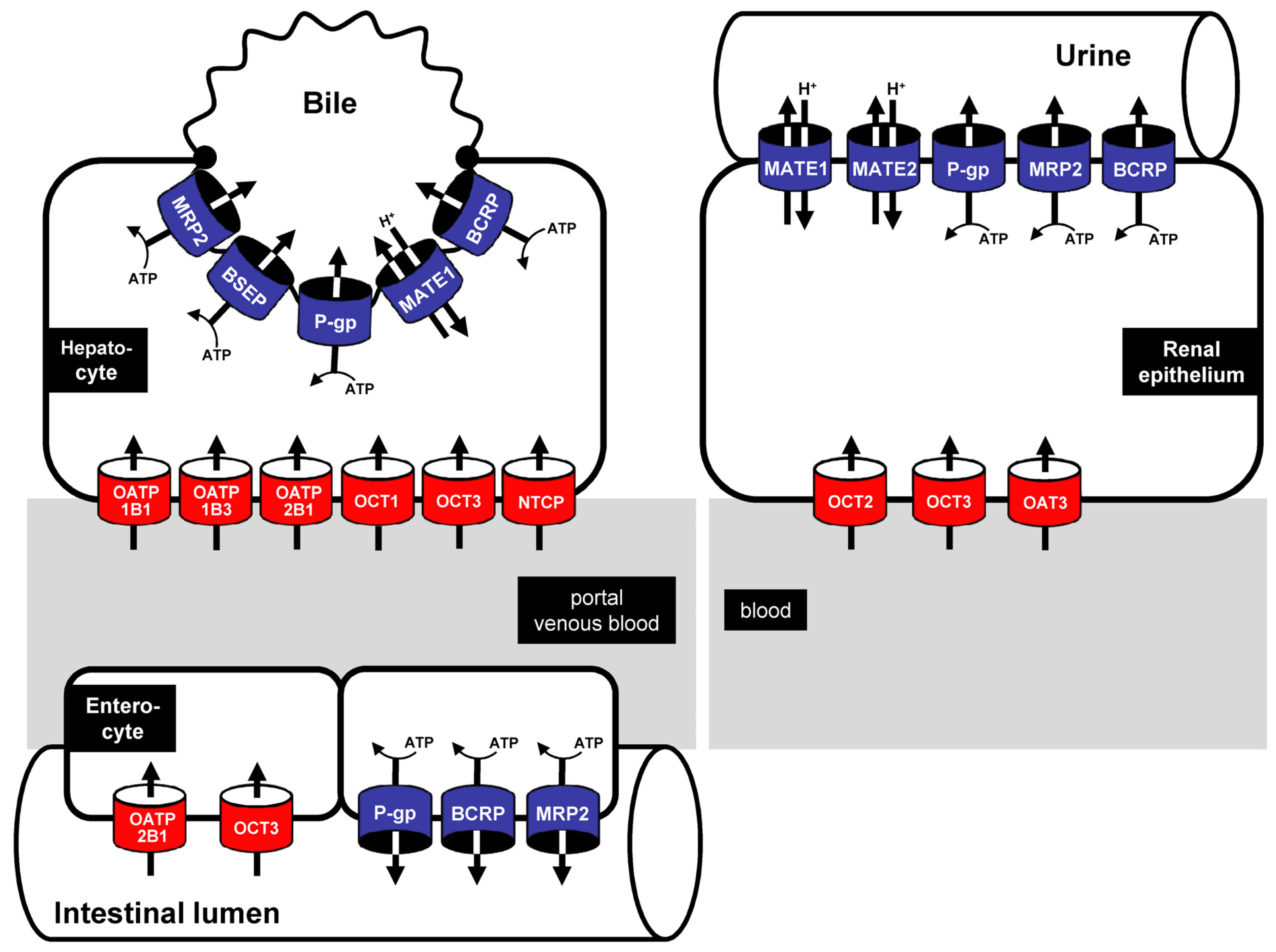 protamine antidote for heparin protamine antidote for heparin