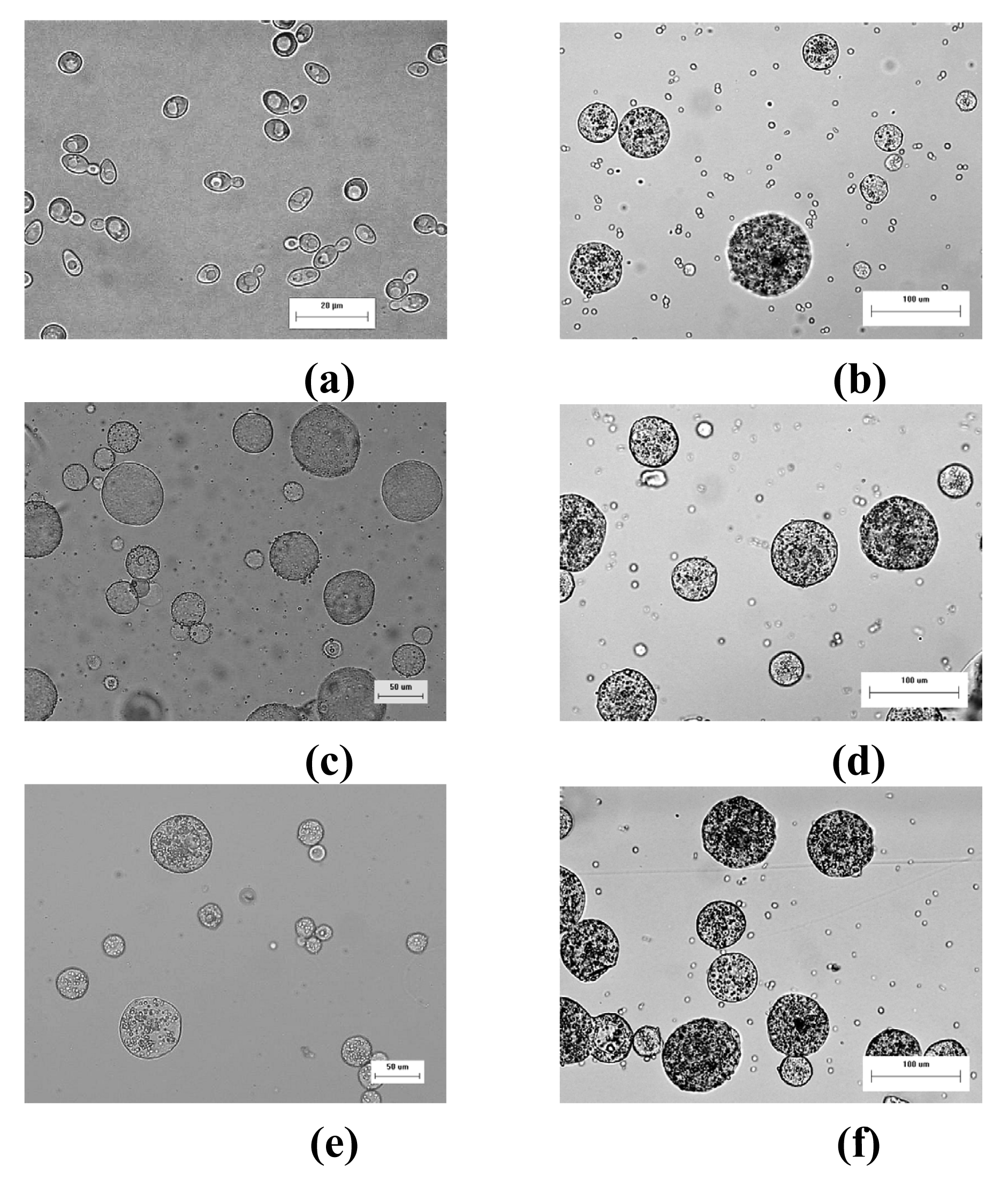 Pharmaceutics 03 00731f1 1024