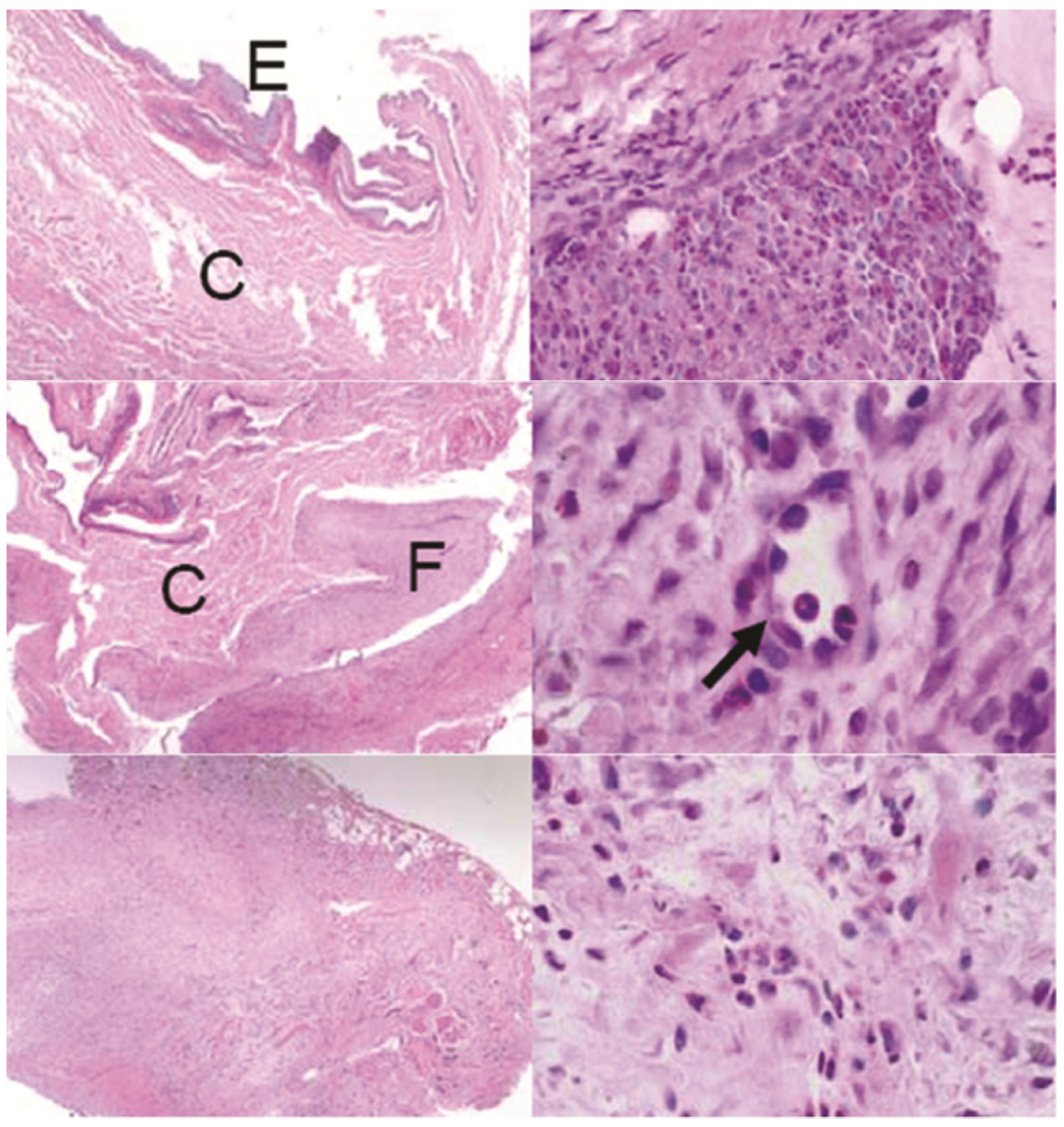Pharmaceutics 04 00212 g006 1024
