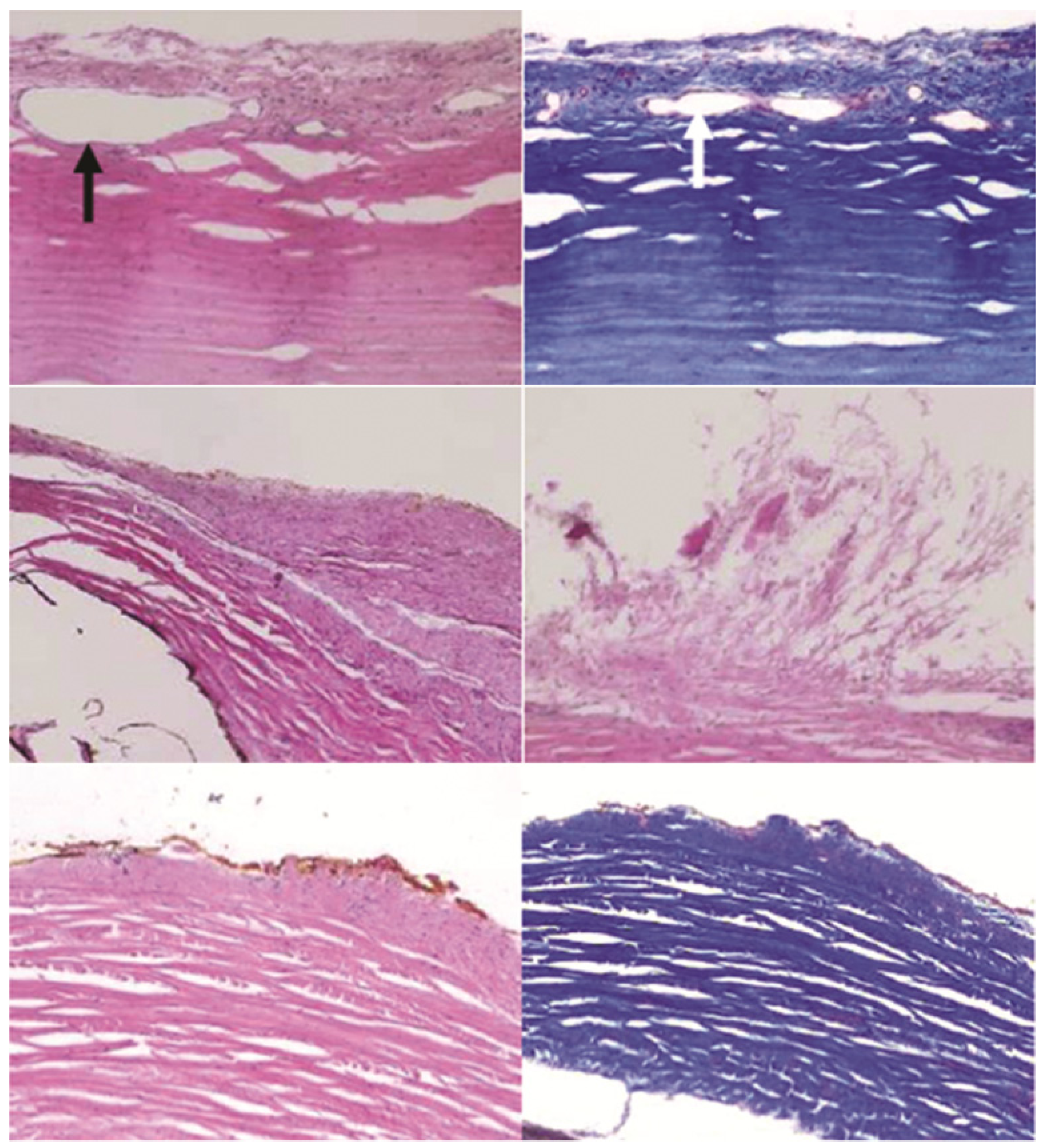 Pharmaceutics 04 00212 g007 1024
