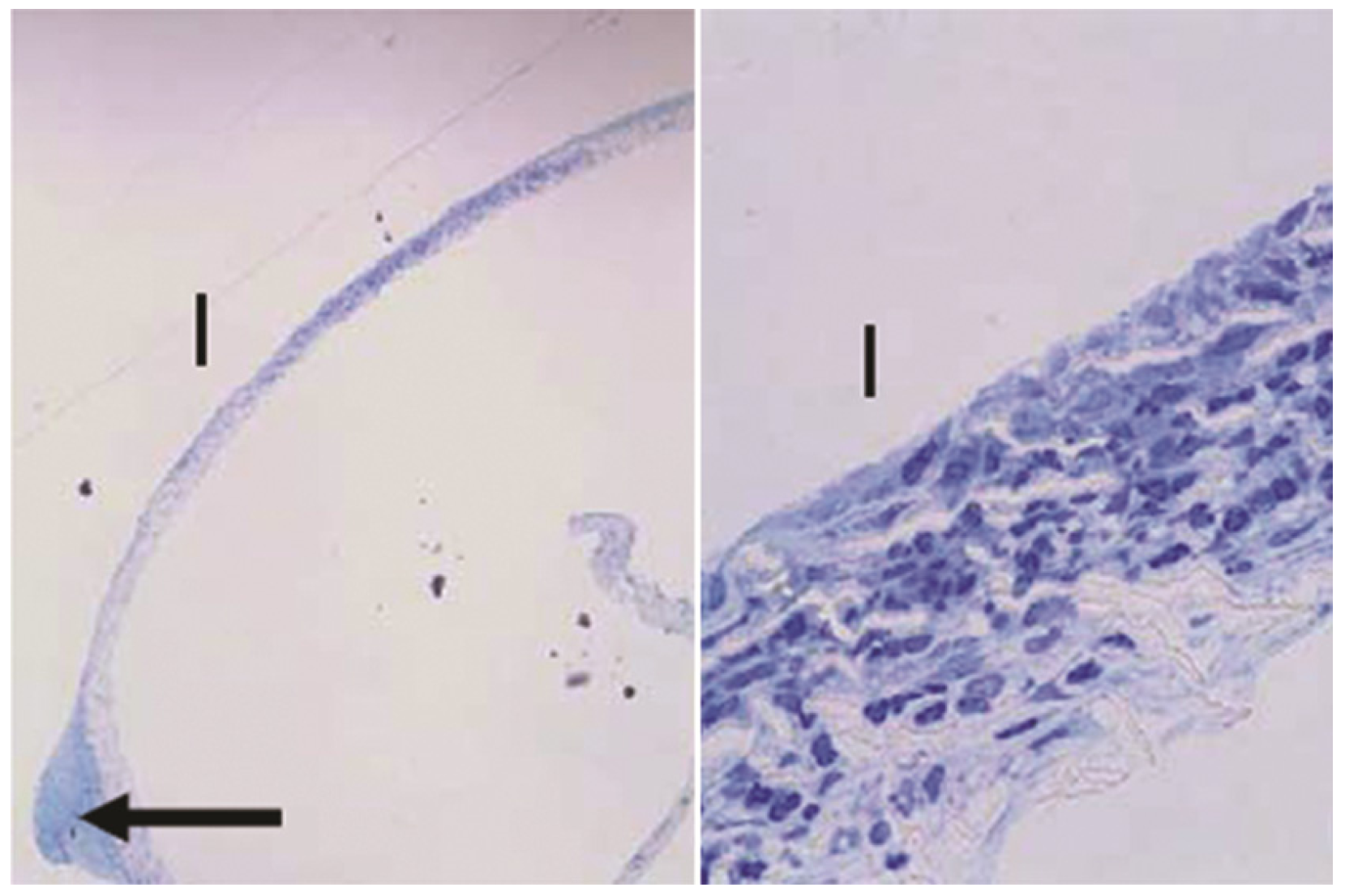 Pharmaceutics 04 00212 g009 1024