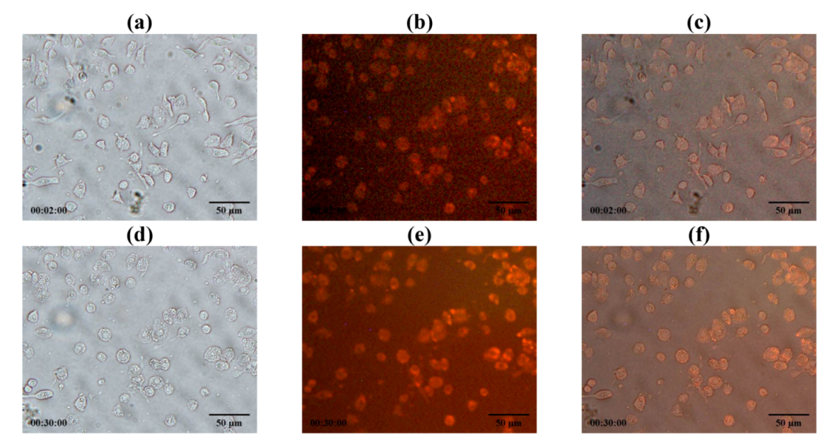 Pharmaceutics 04 00385 g012 1024