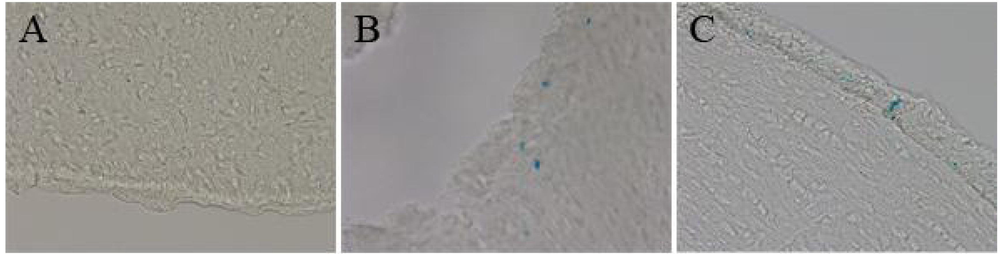 Pharmaceutics 05 00246 g006 1024