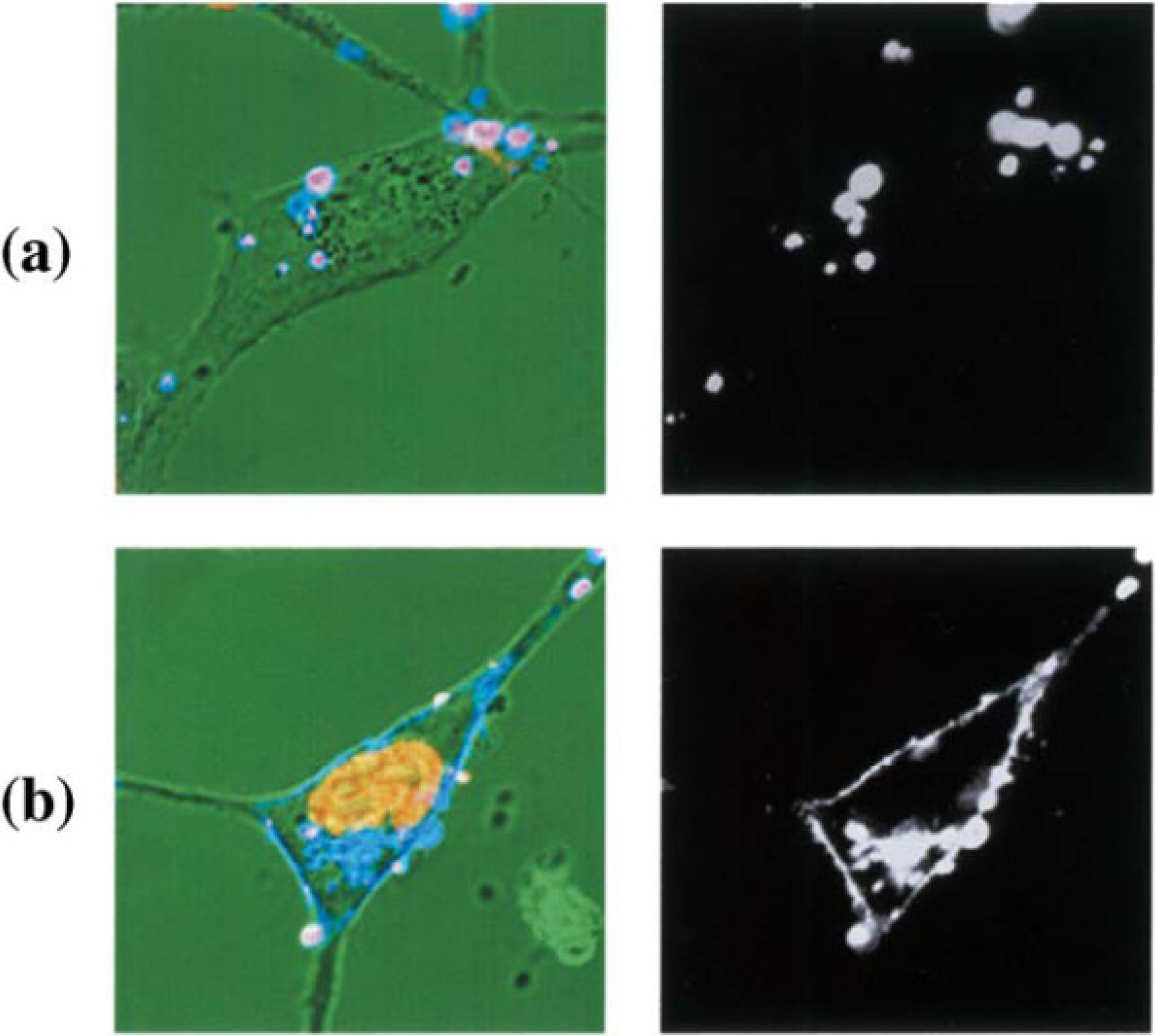 Pharmaceutics 05 00411 g004 1024
