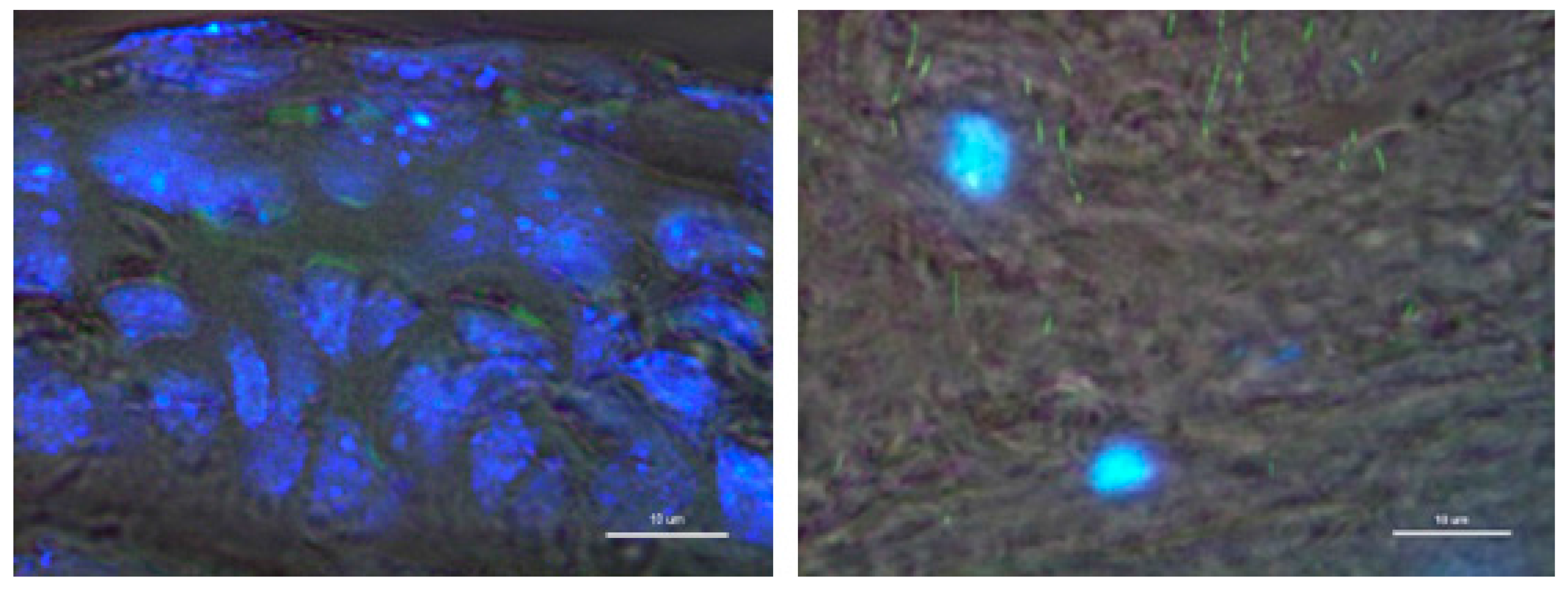 Pharmaceutics 07 00122 g006