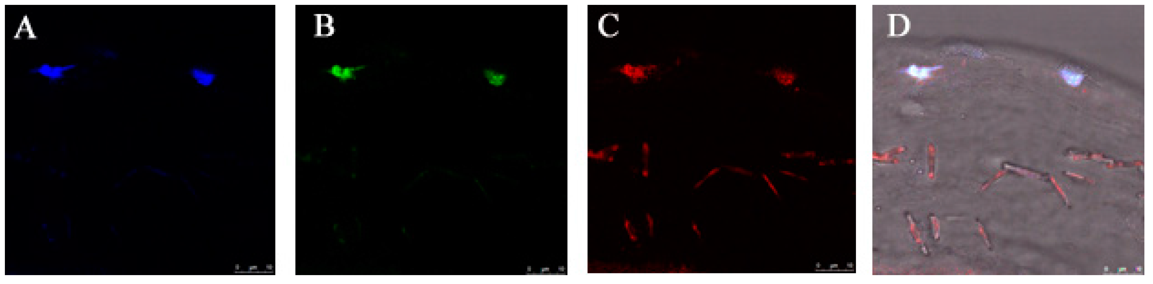 Pharmaceutics 07 00122 g007