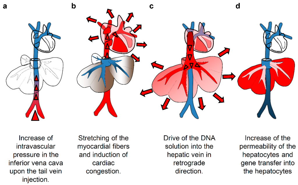 Pharmaceutics | Free Full-Text | Image-Guided Hydrodynamic Gene