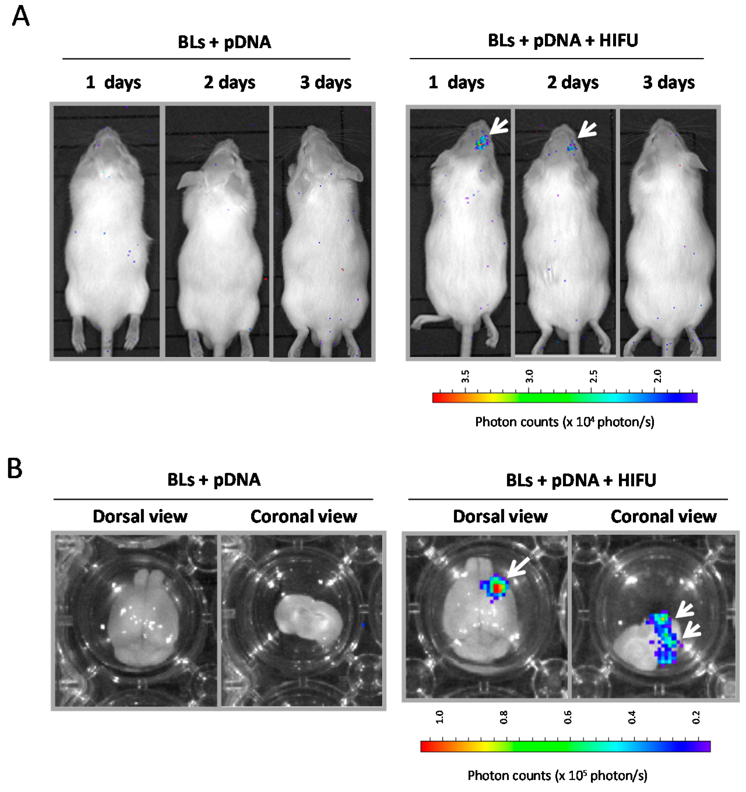 Pharmaceutics 07 00344 g008 1024