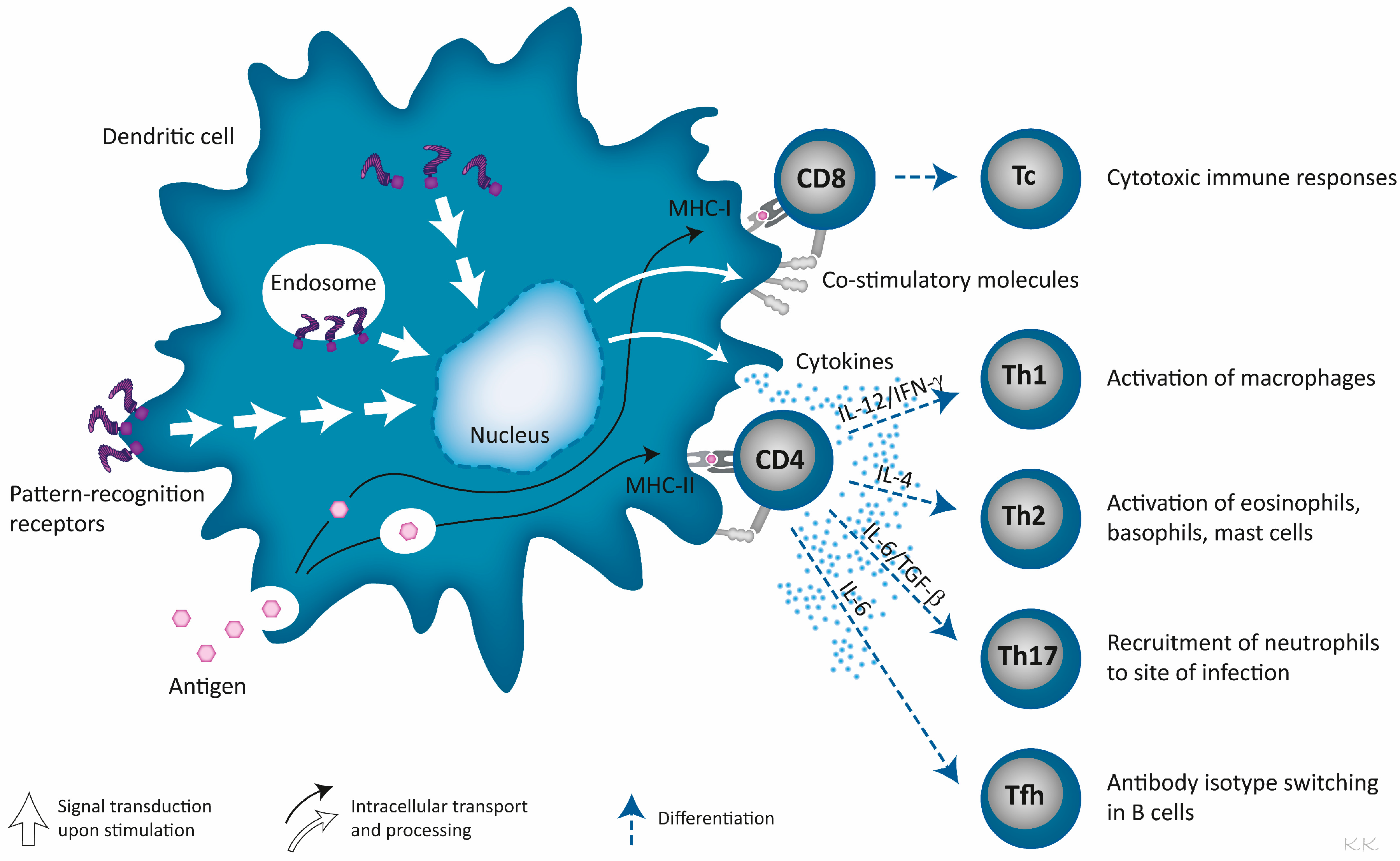 Pharmaceutics Free FullText LiposomeBased Adjuvants for Subunit